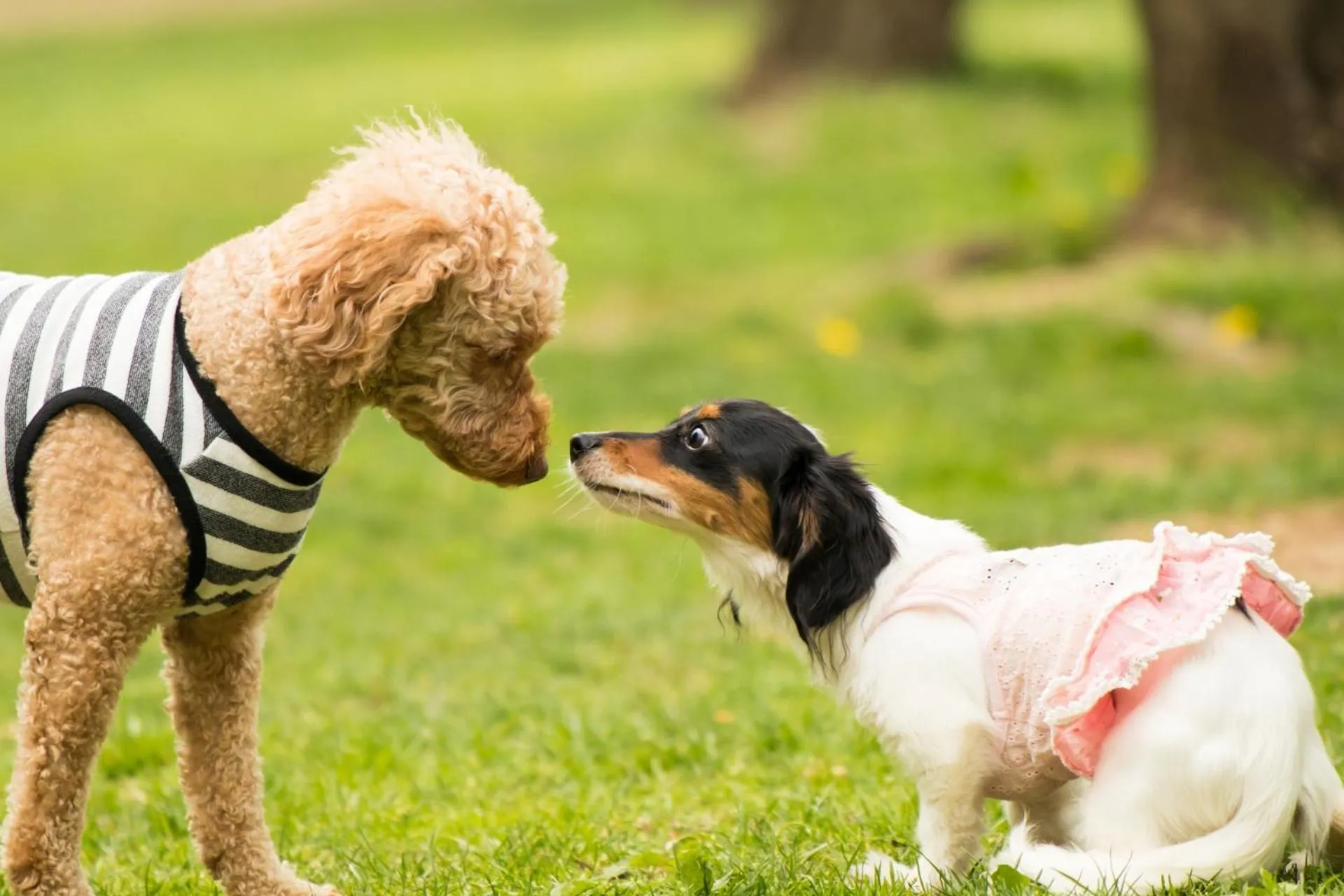 Pets in Pension Eden