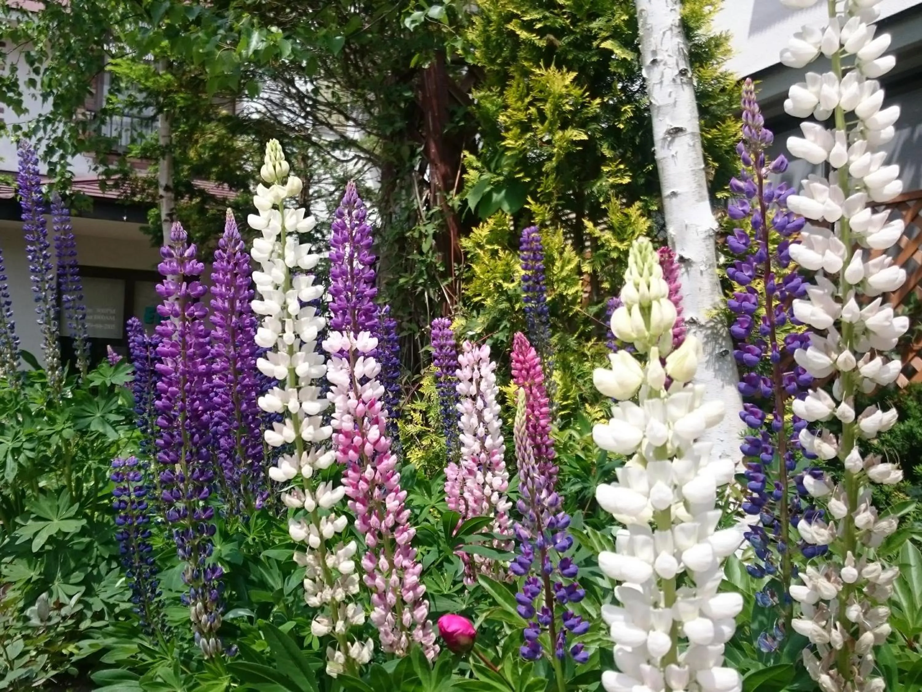 Garden in Pension Eden