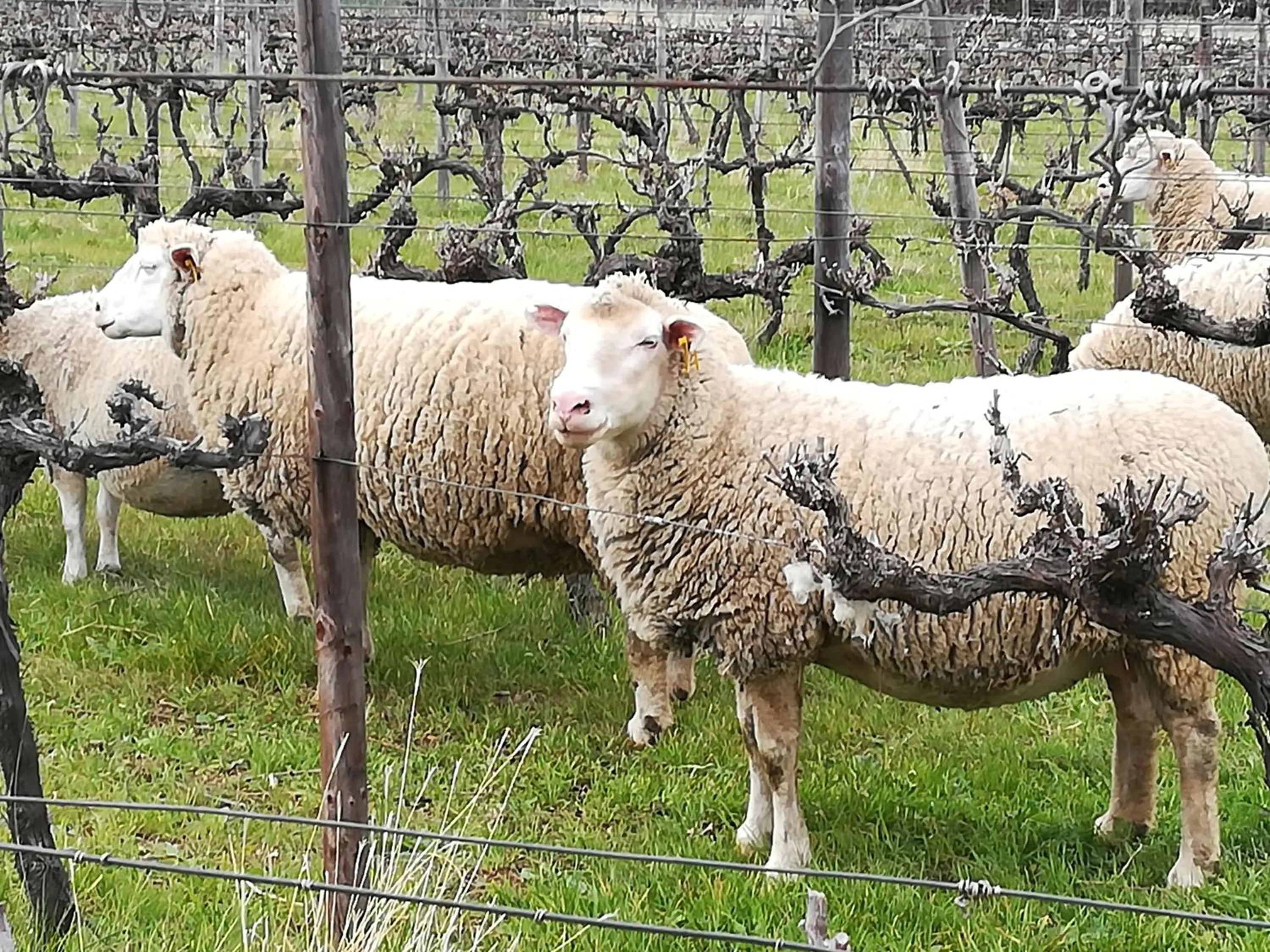 Property building in The Vineyard Country House