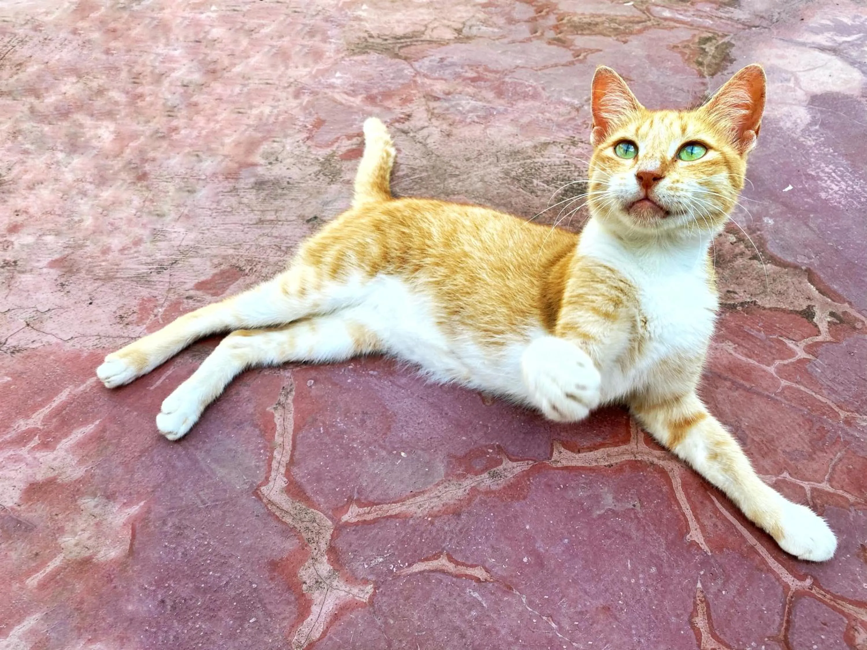 Animals in Papaya Guest House Nungwi