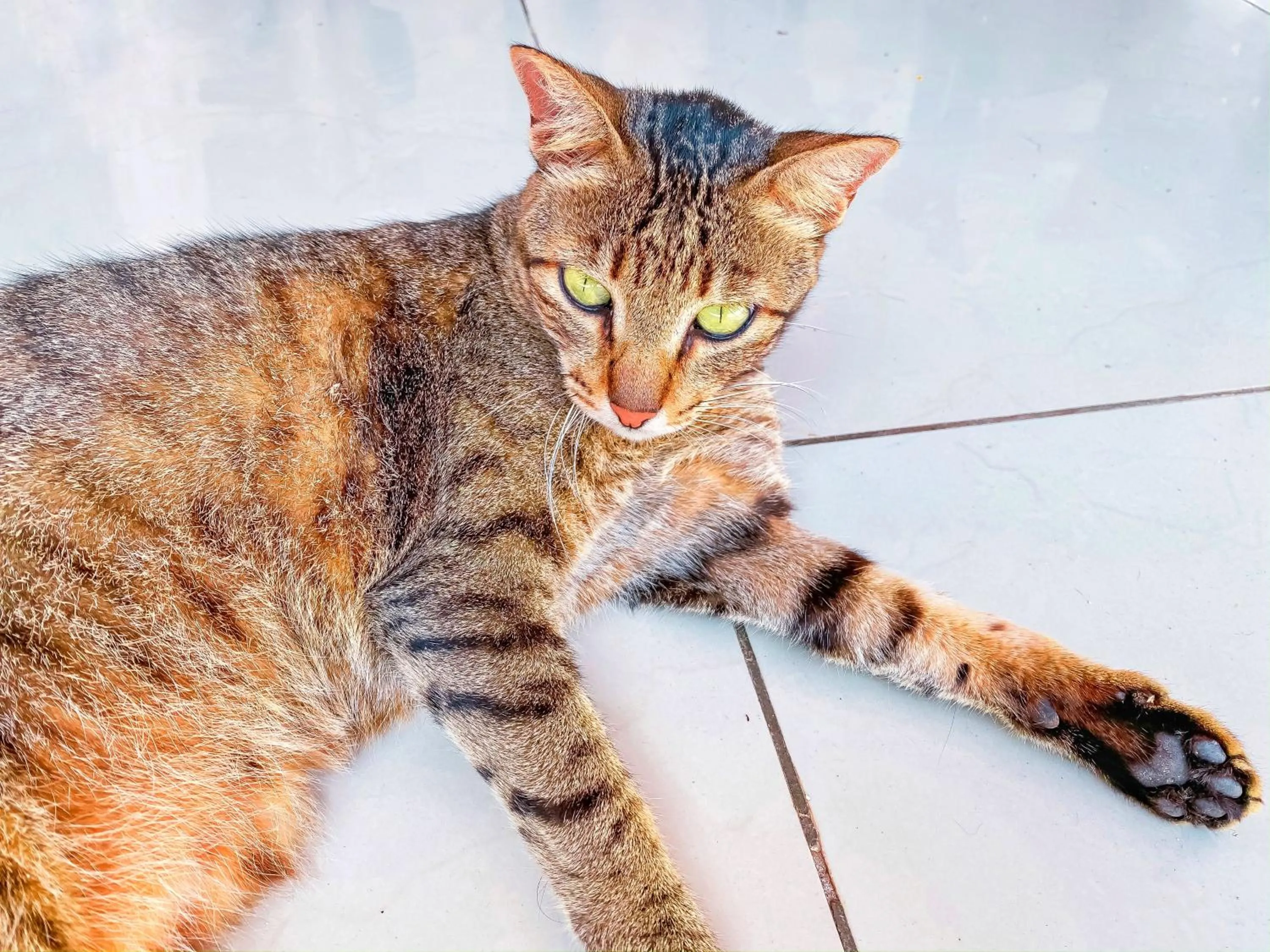 Animals in Papaya Guest House Nungwi