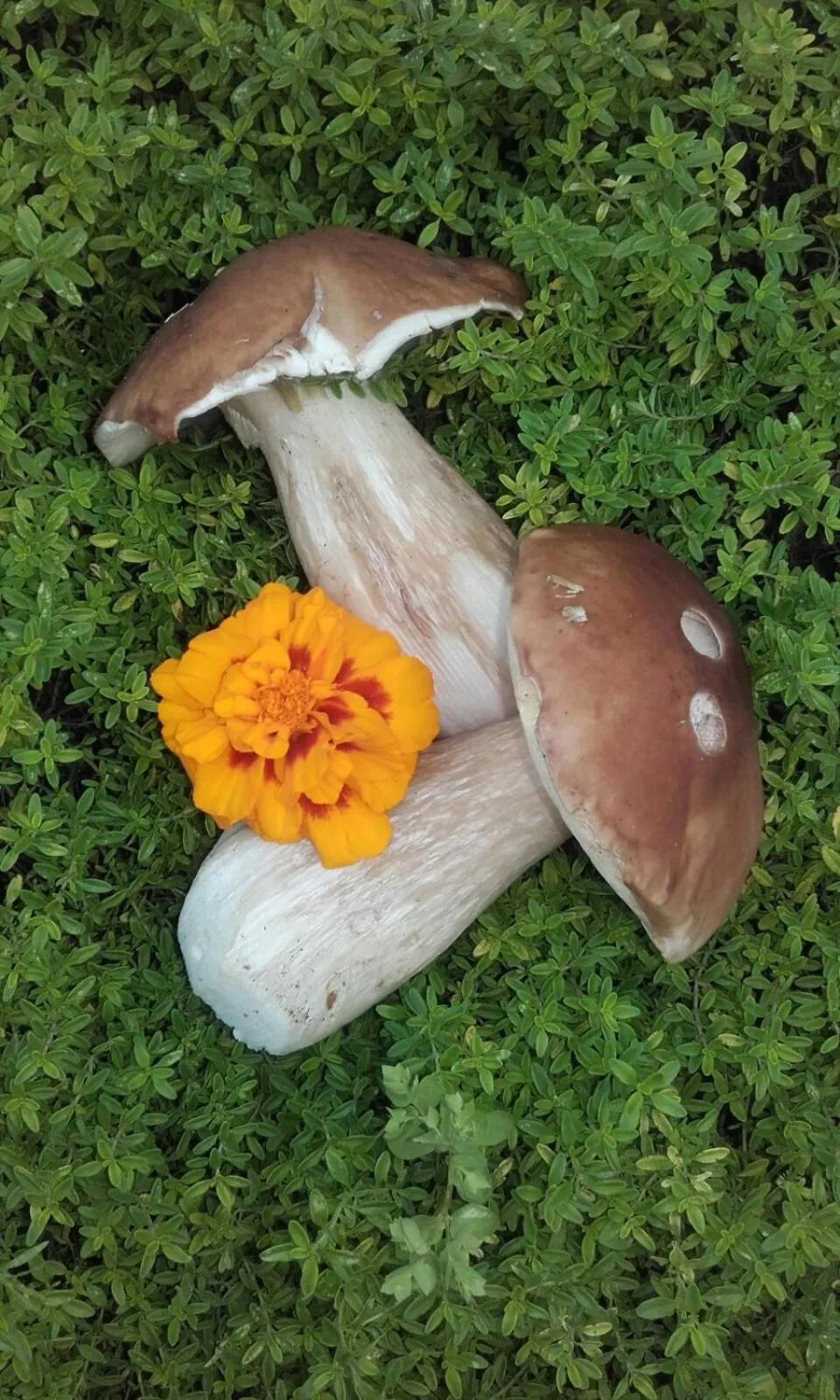 Summer in Dolomitenhotel Lienz