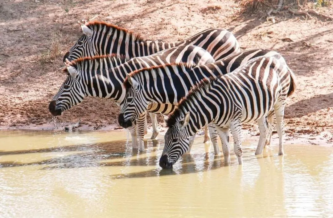 Animals in Little Eden St Lucia