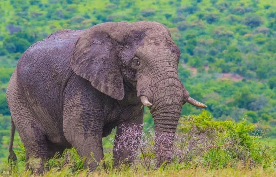 Natural landscape in Little Eden St Lucia