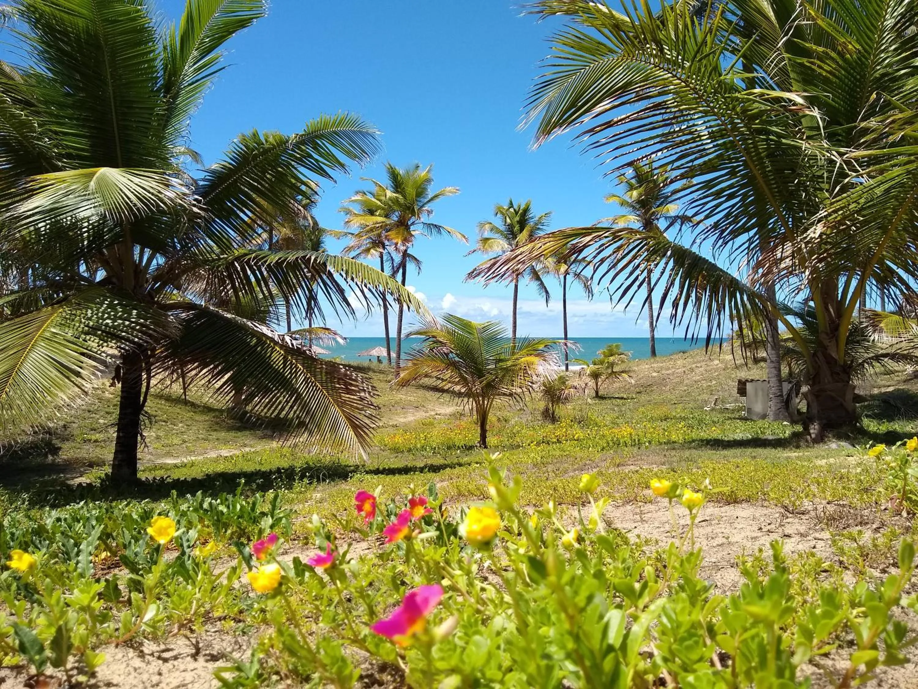 Garden in Hotel Coco Beach