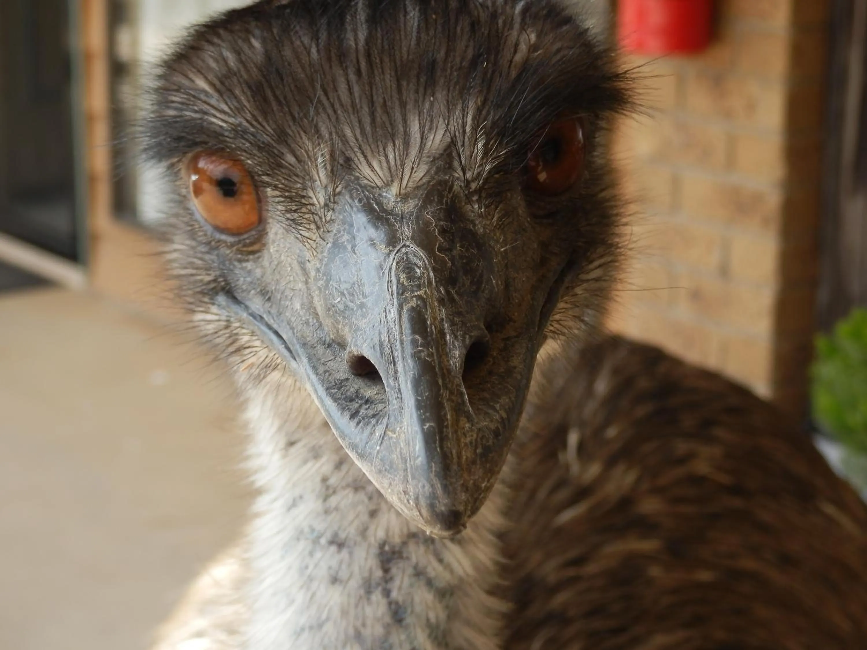 Animals in Mountain View Motor Inn & Holiday Lodges
