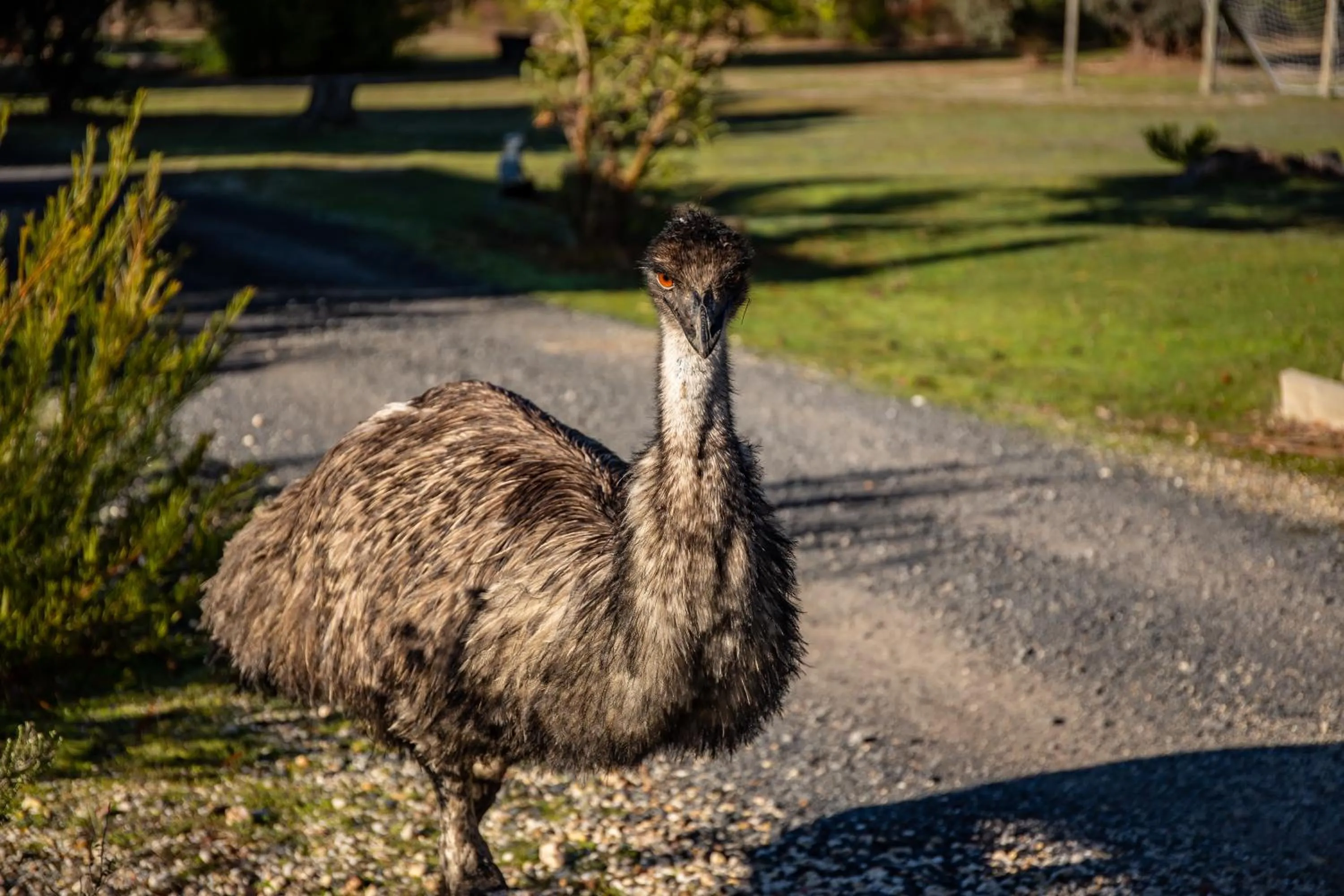 Animals in Mountain View Motor Inn & Holiday Lodges