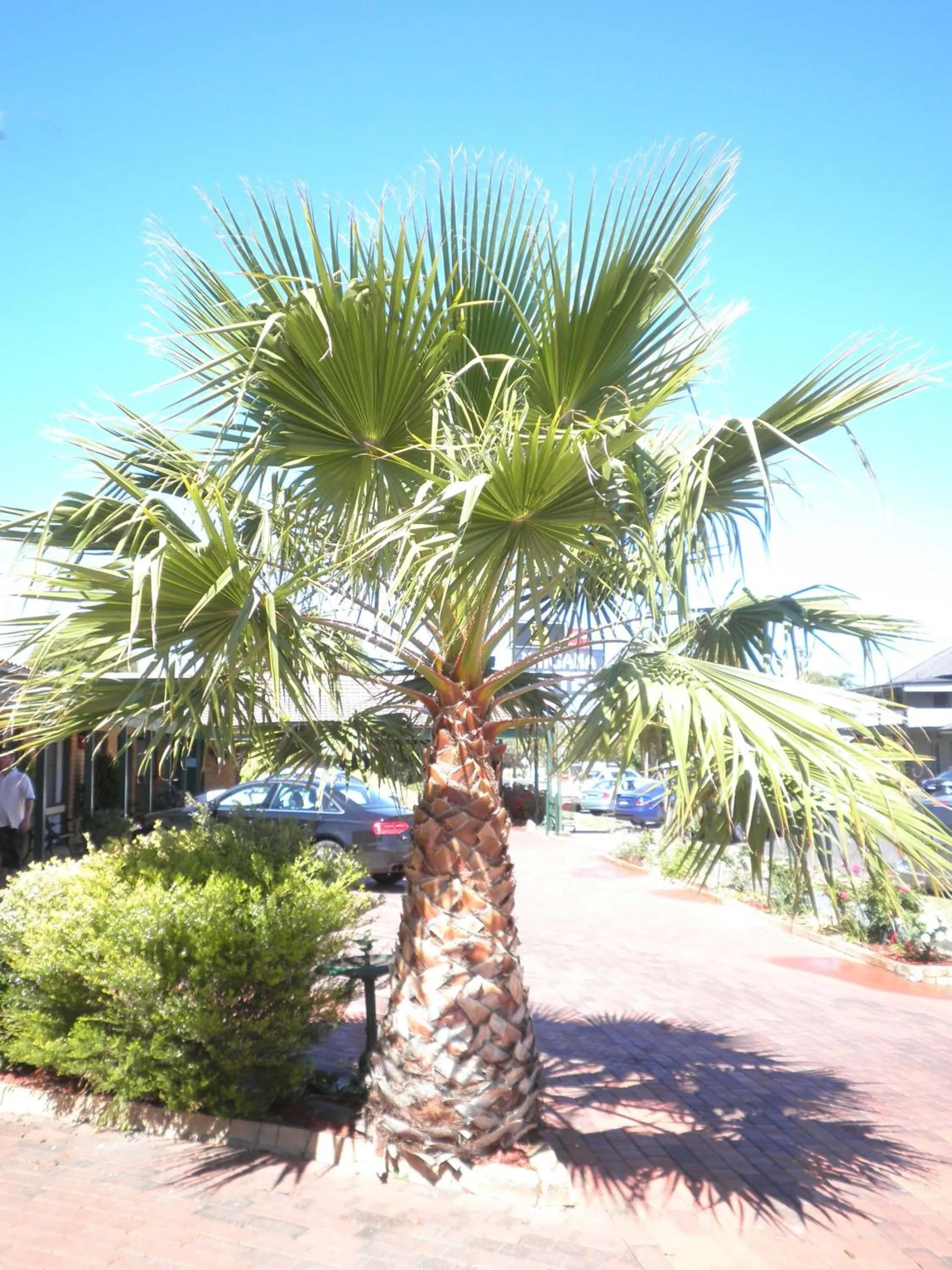 Garden in Ningana Motel