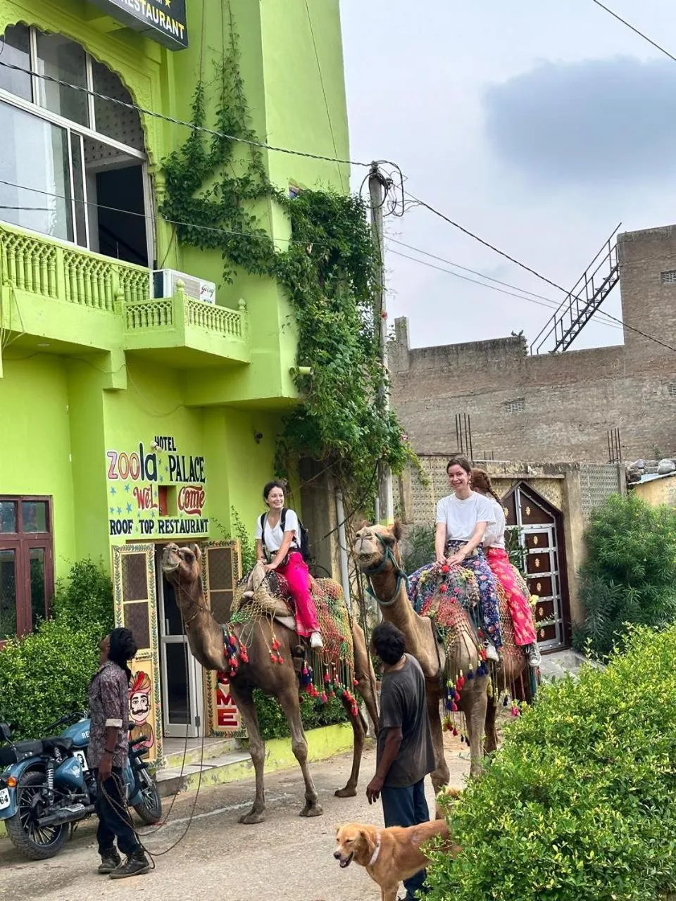 Animals in Hotel Zoola Palace