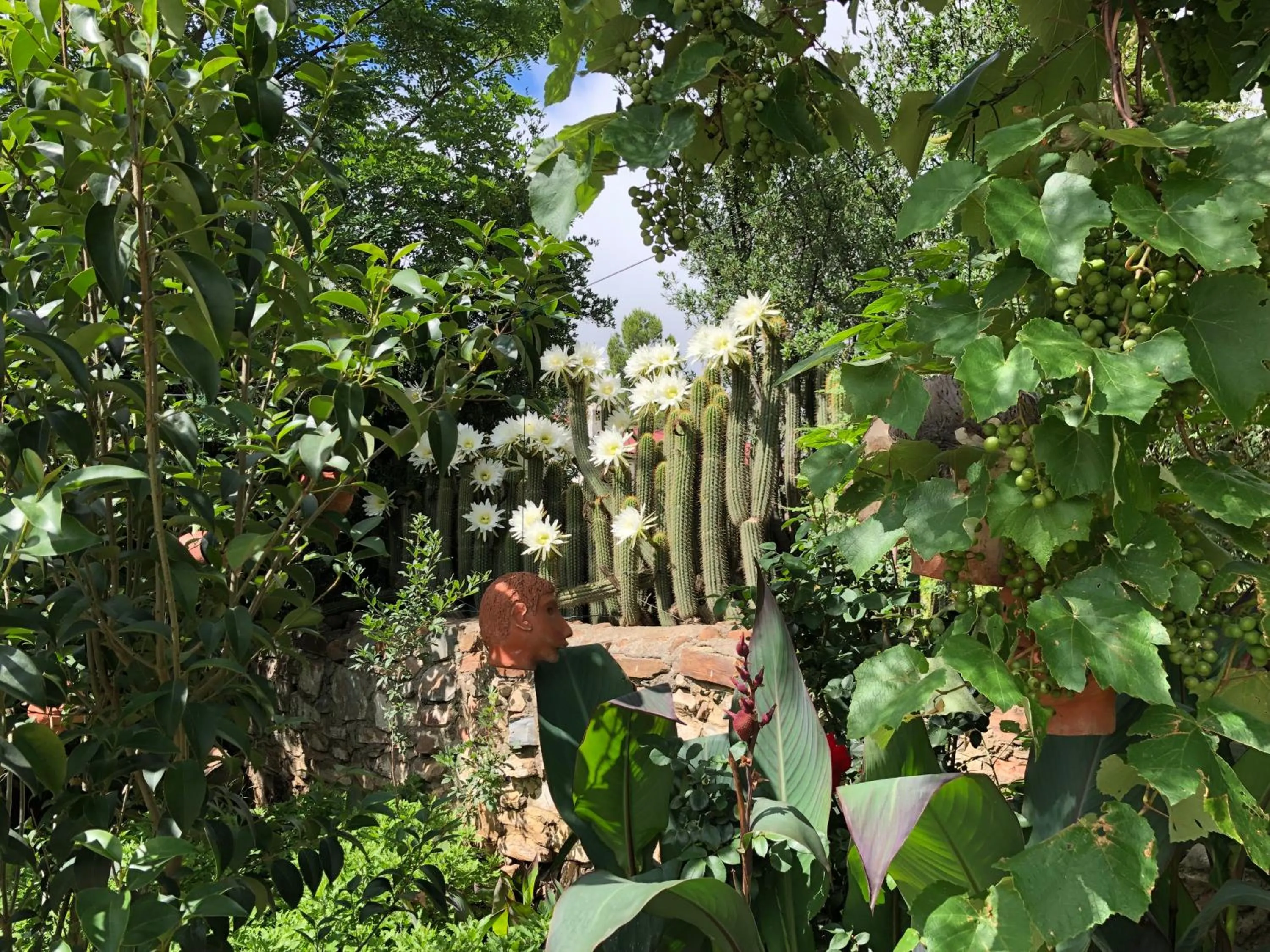 Garden view in Bethesda Tower Accommodation