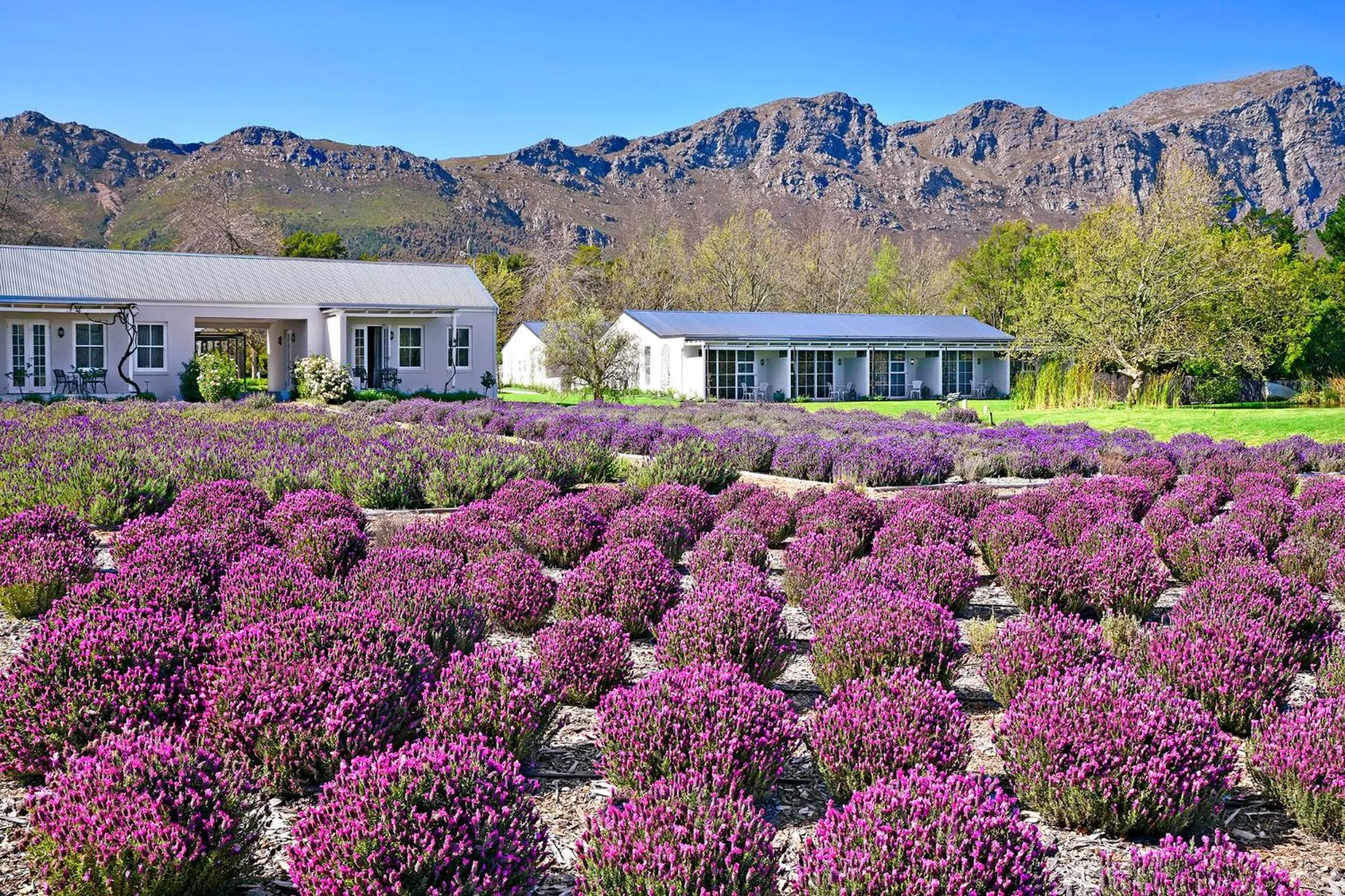 Natural landscape in Lavender Farm Boutique Guest House