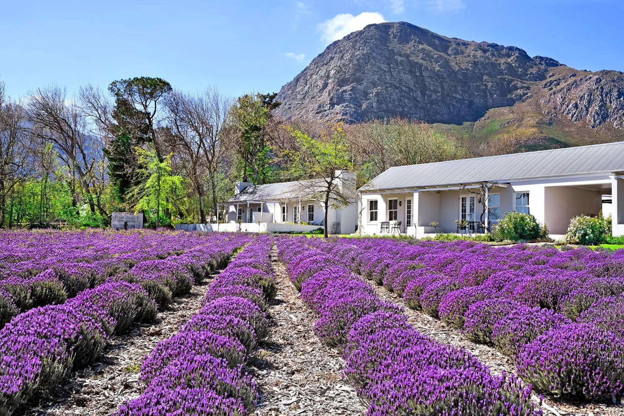 Natural landscape in Lavender Farm Boutique Guest House