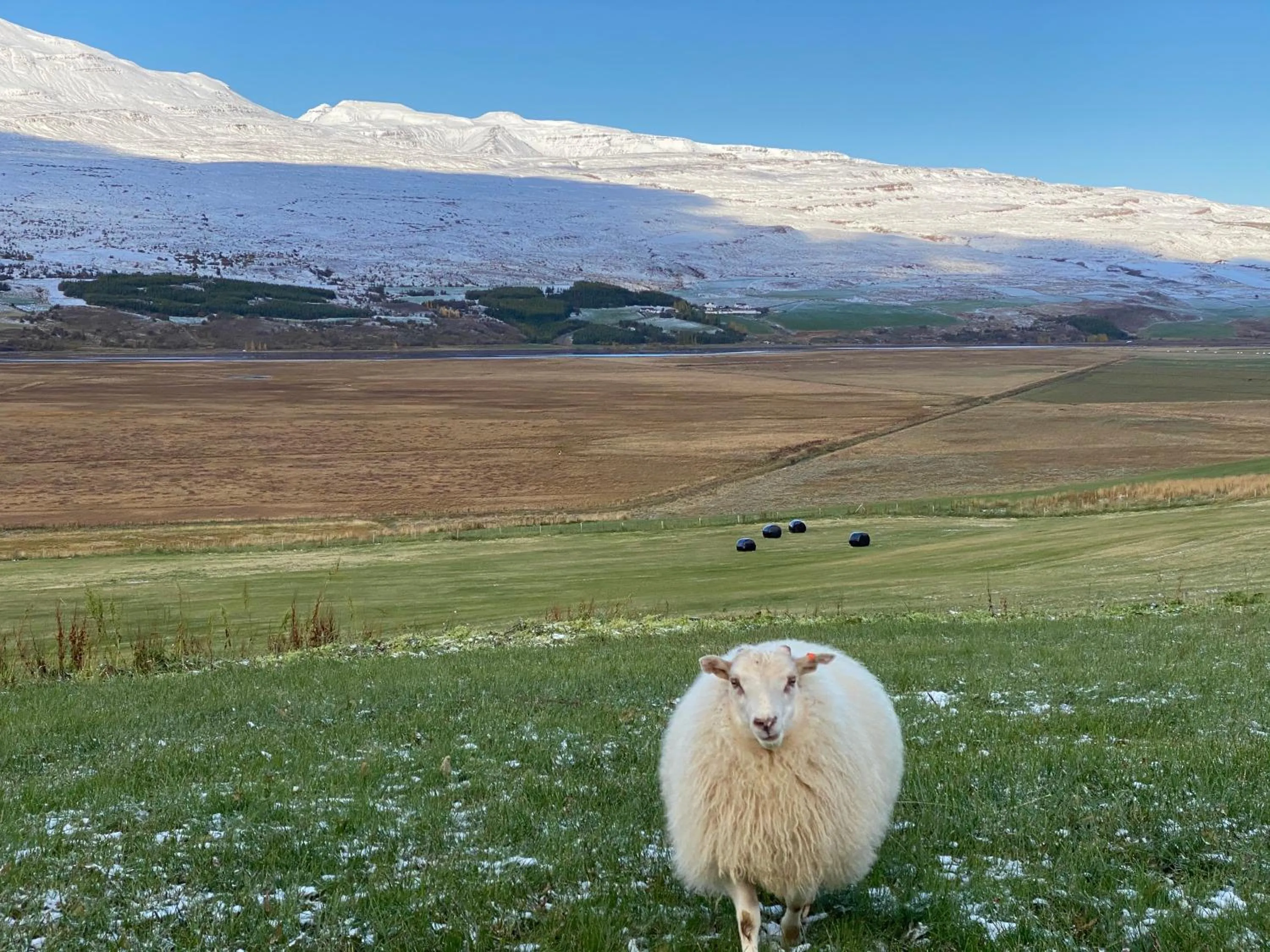 Animals in Lamb Inn Öngulsstadir