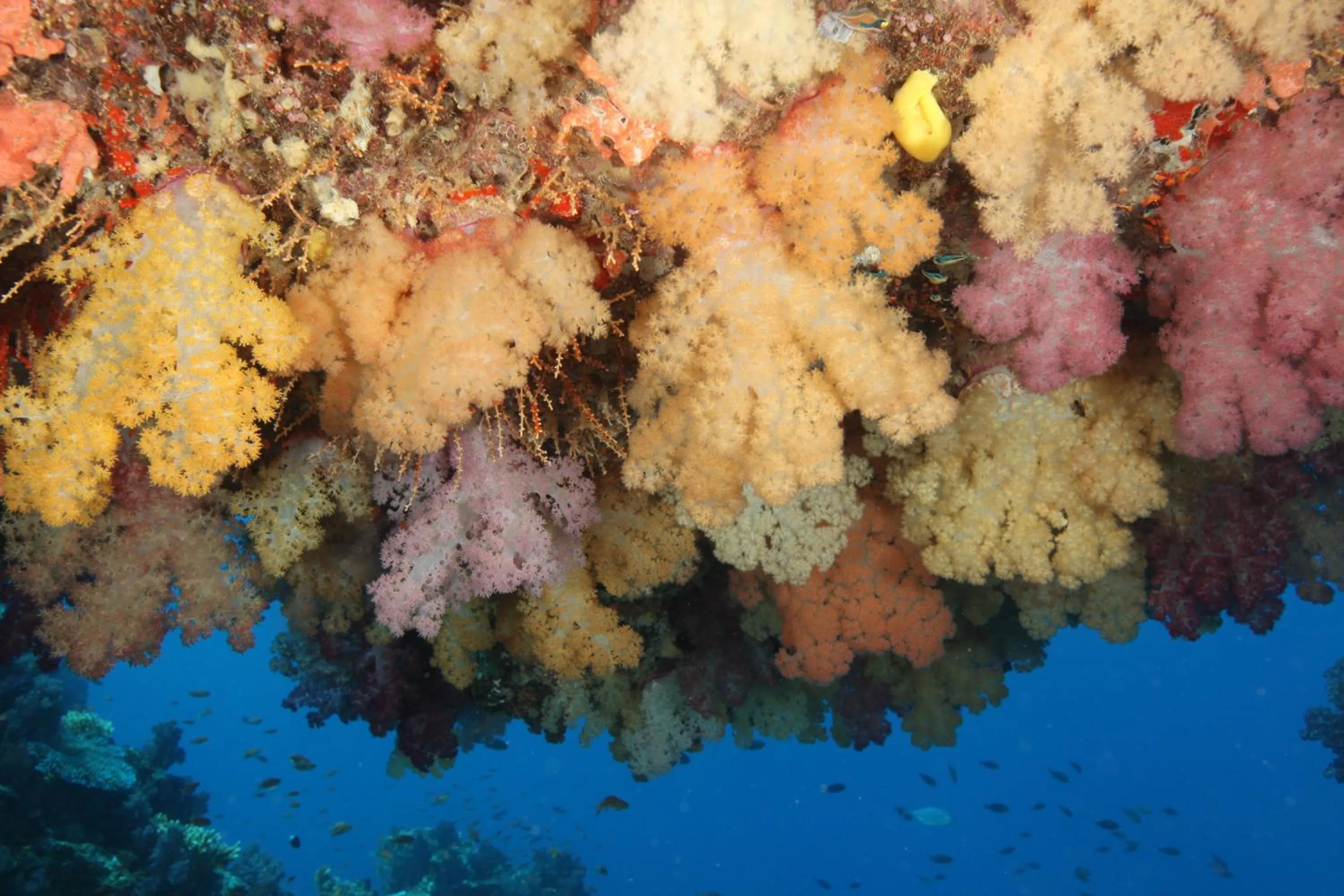 Diving in Maravu Taveuni Lodge