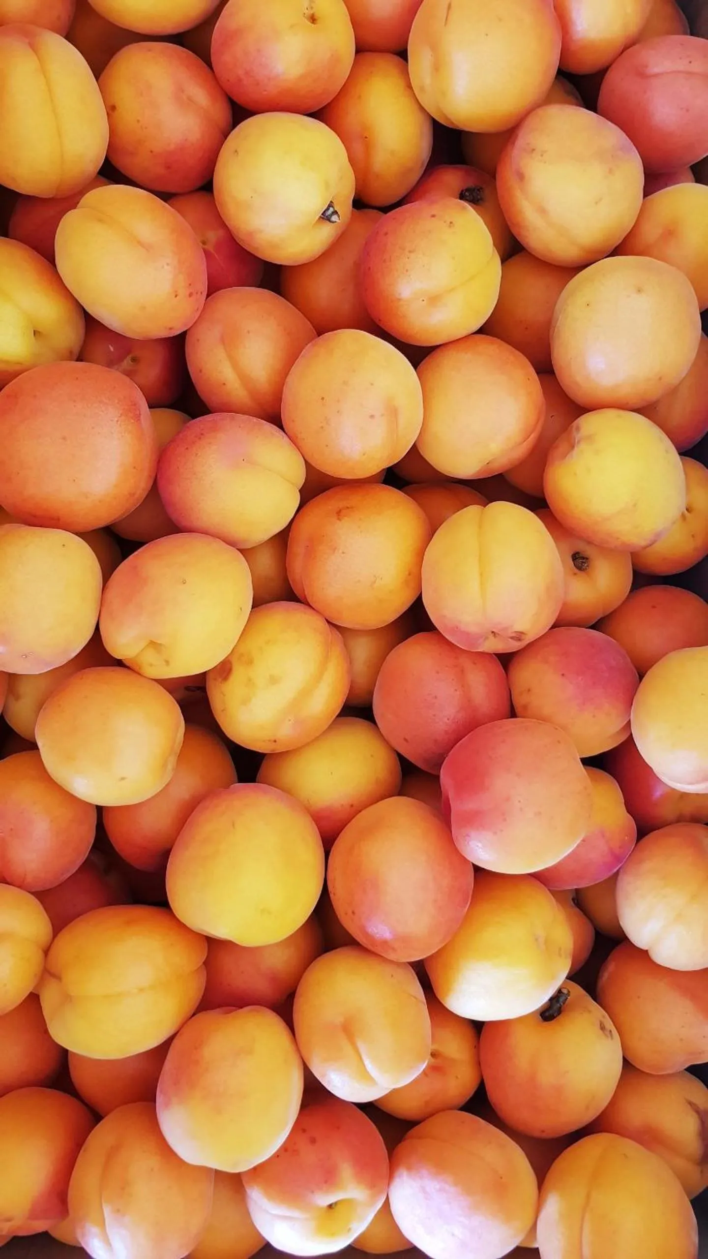 Summer in 113 On Park