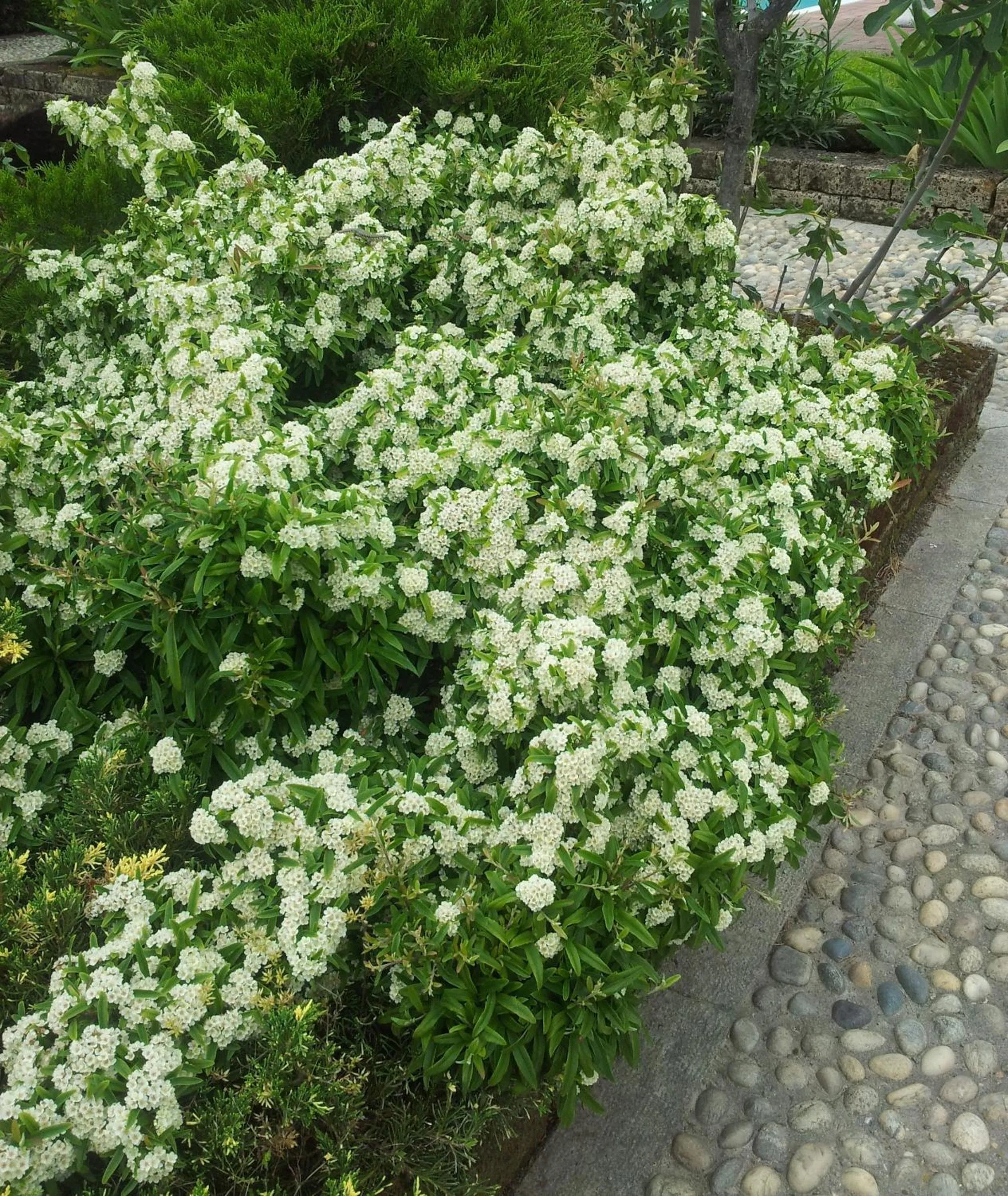 Garden in B&B Il Pioppo E La Fonte