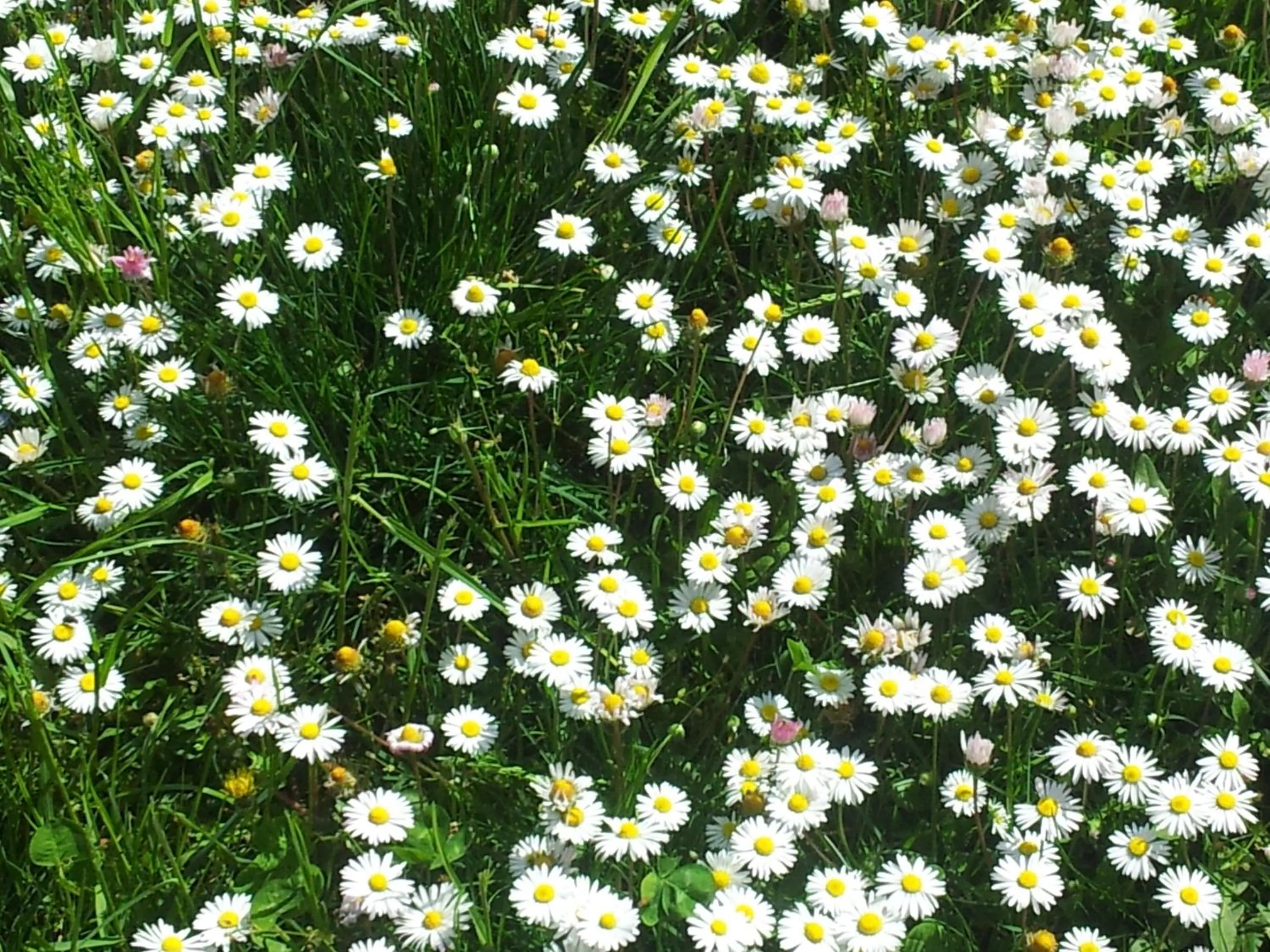 Spring in B&B Il Pioppo E La Fonte