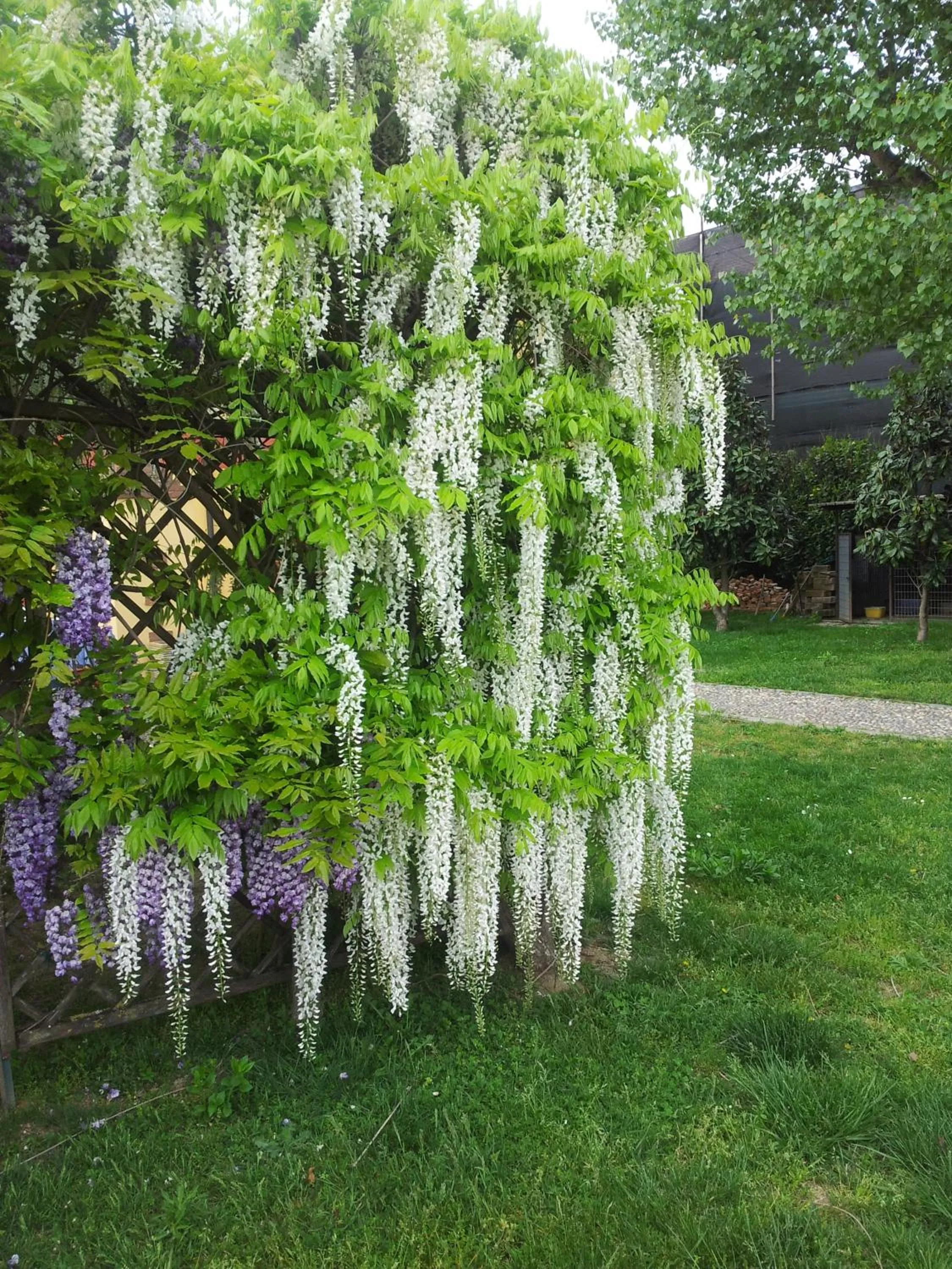 Garden in B&B Il Pioppo E La Fonte