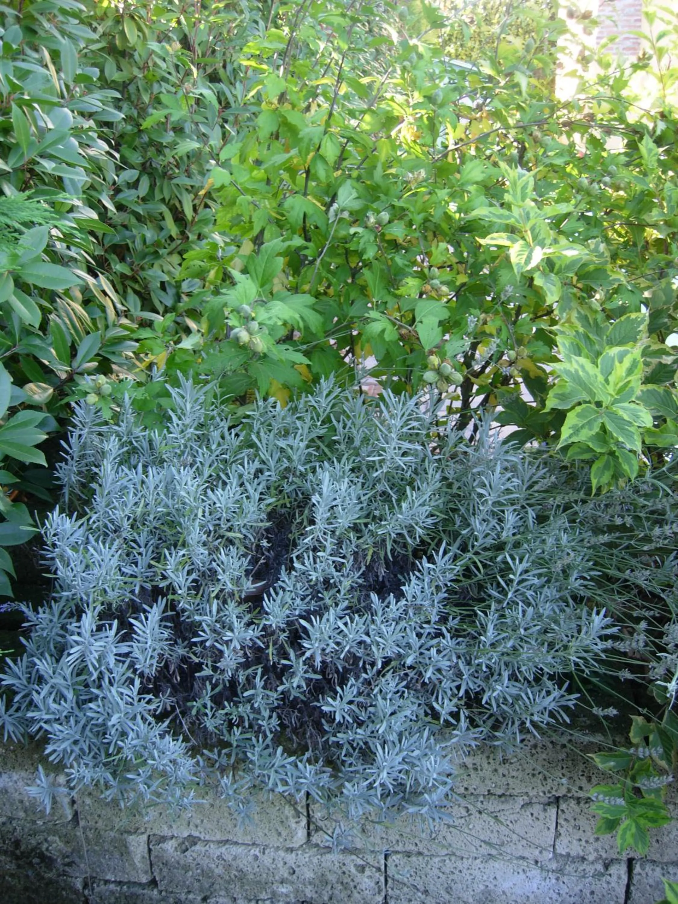 Garden in B&B Il Pioppo E La Fonte