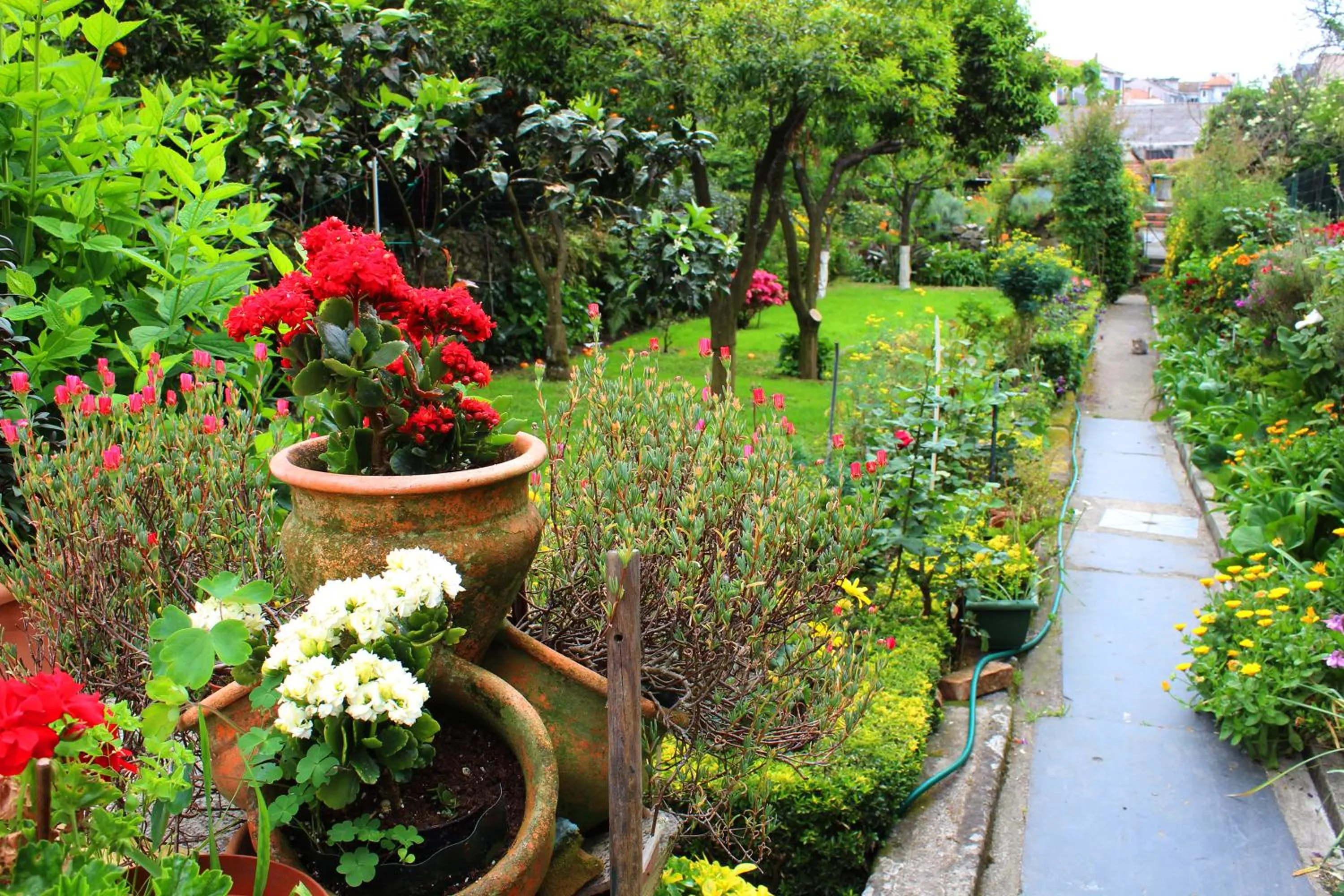 Garden in Hotel Estoril Porto