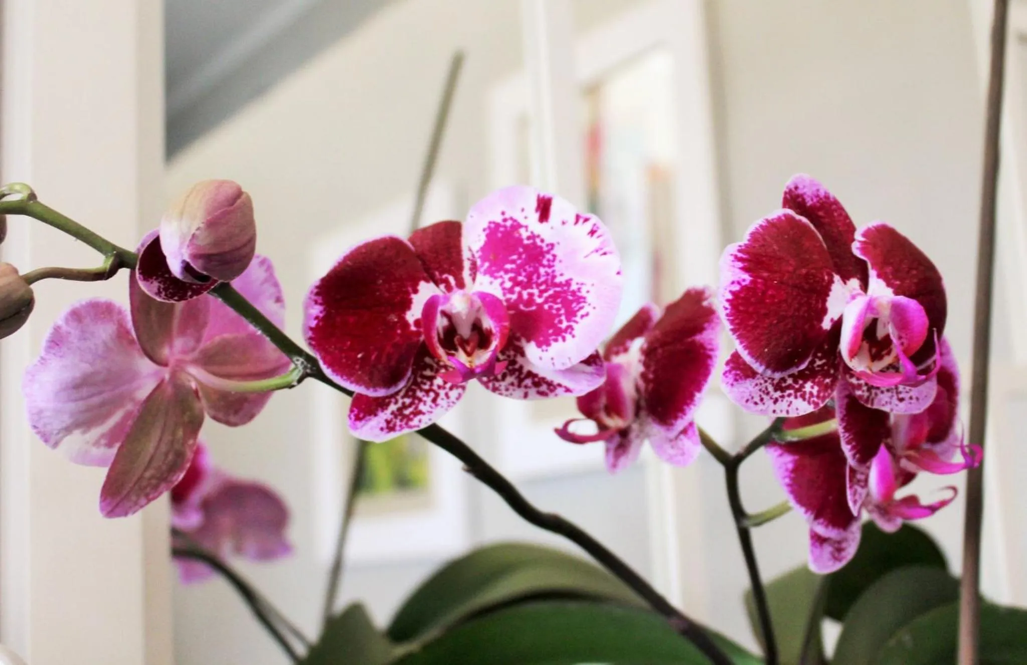 Barrydale Karoo - BOUTIQUE HOTEL