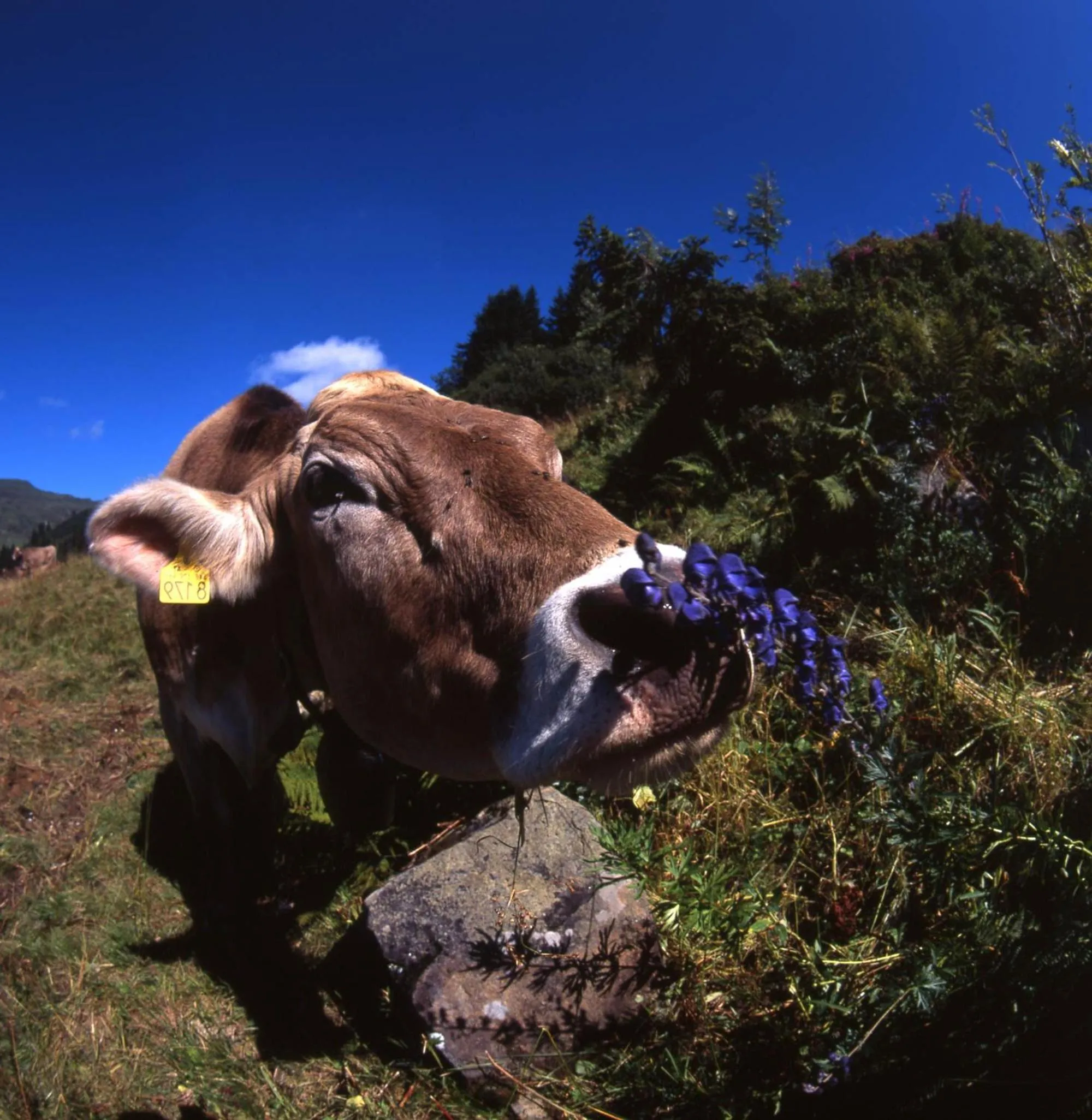 Animals in Hotel Lucia - 3 Sterne Superior