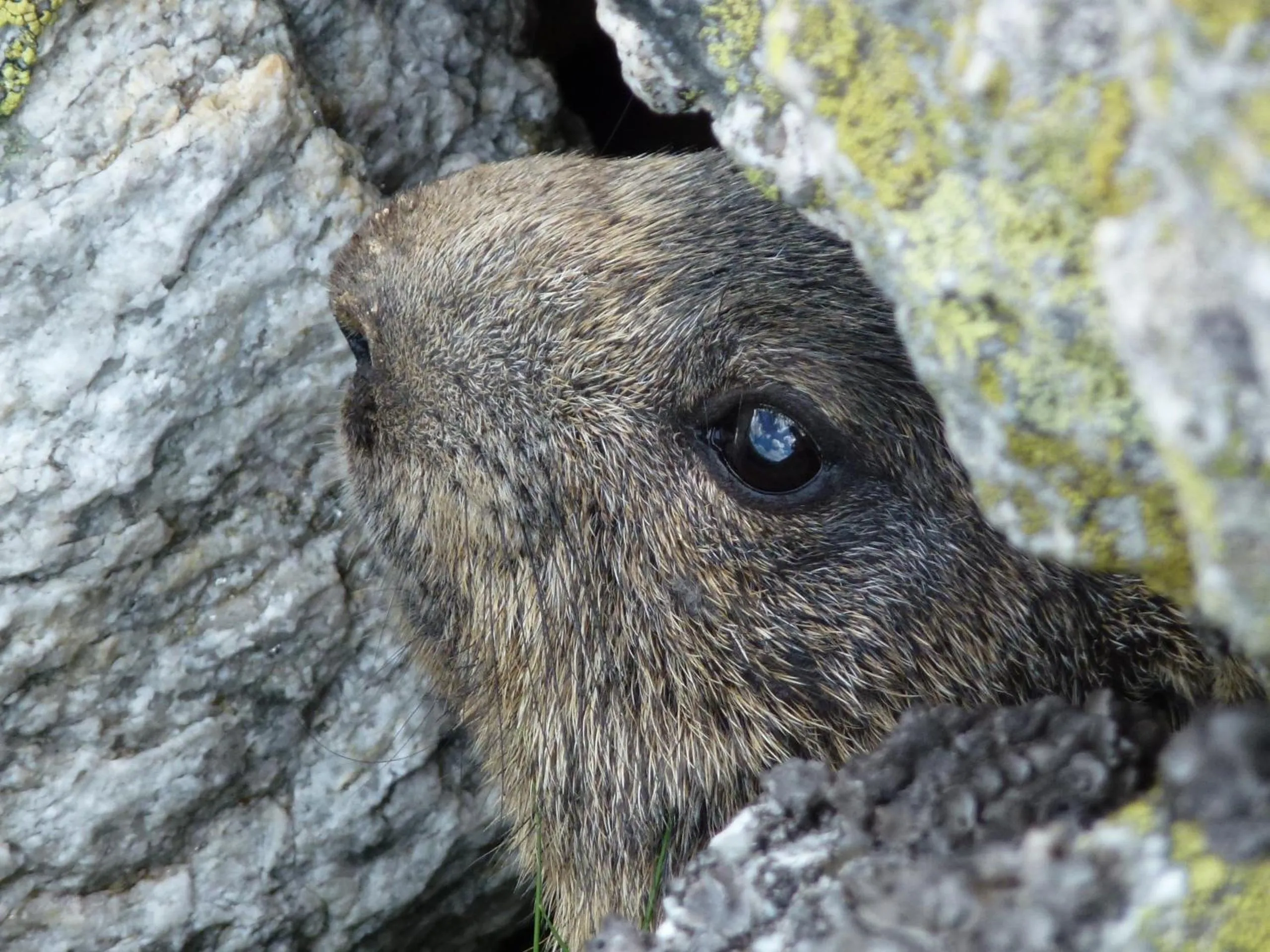 Animals in Hotel Lucia - 3 Sterne Superior