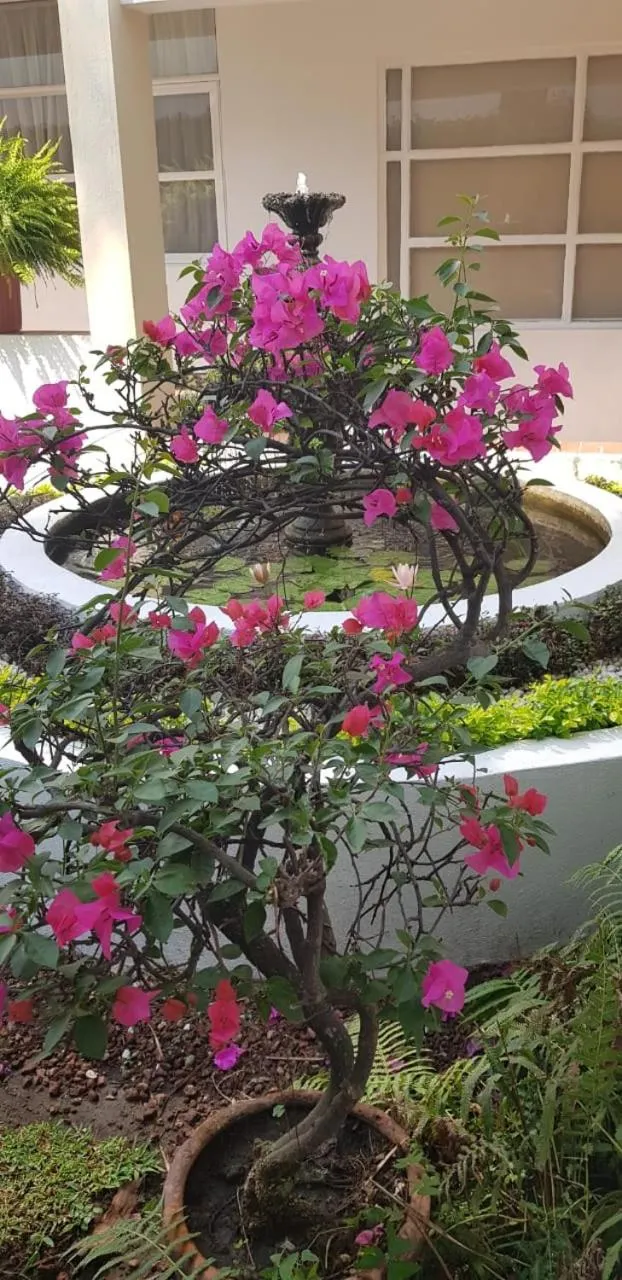 Garden in Hotel Posada Quinta Las Flores