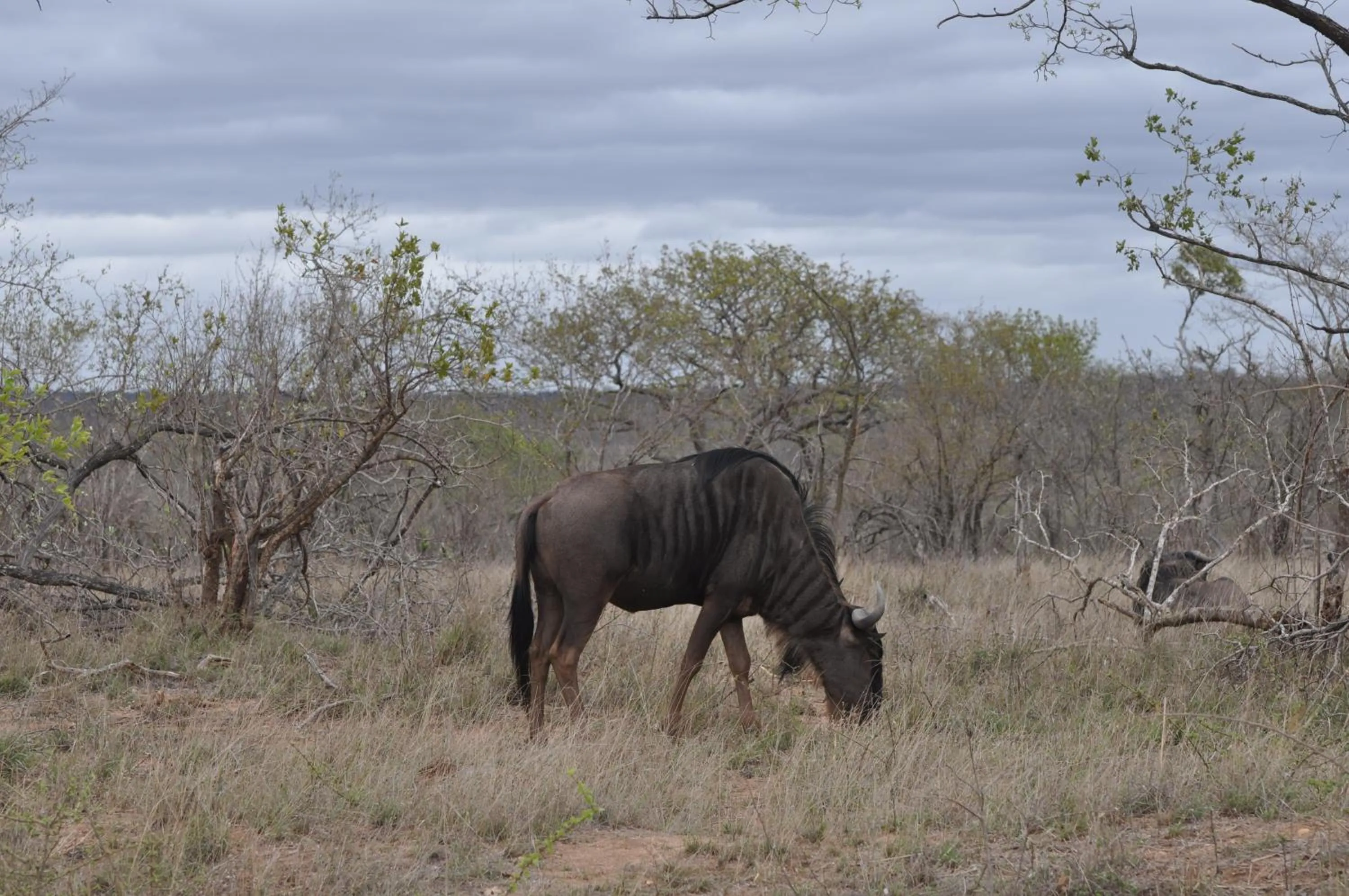 Animals in Hazyview Buffalo Game Lodge