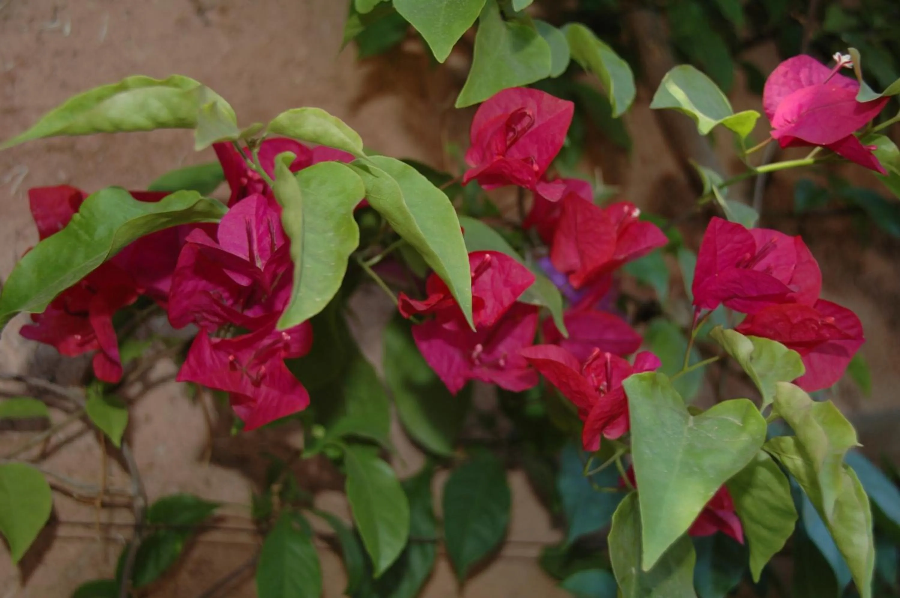 Auberge Chez Momo II