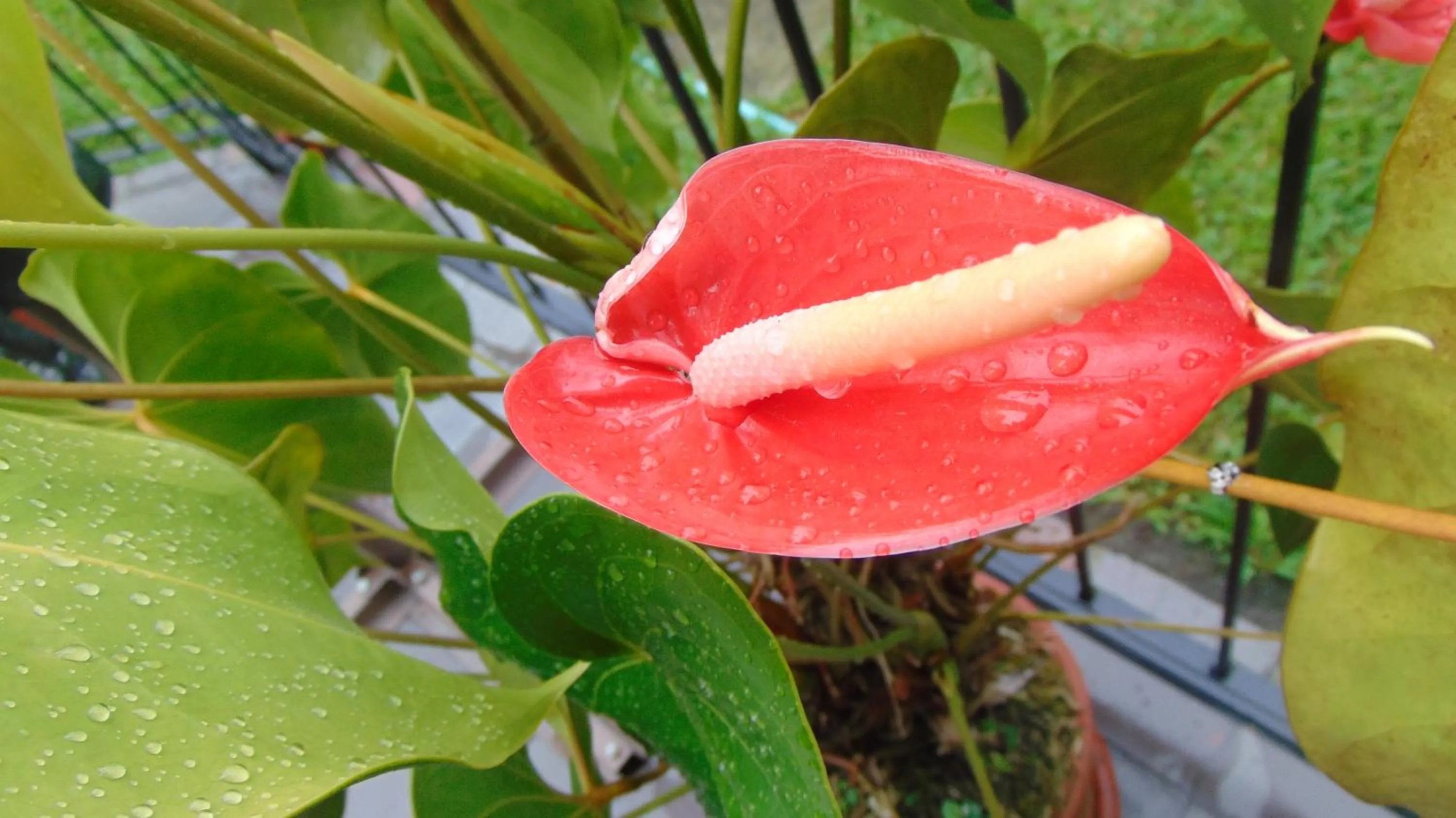 Finca Hotel La Quinta Porra