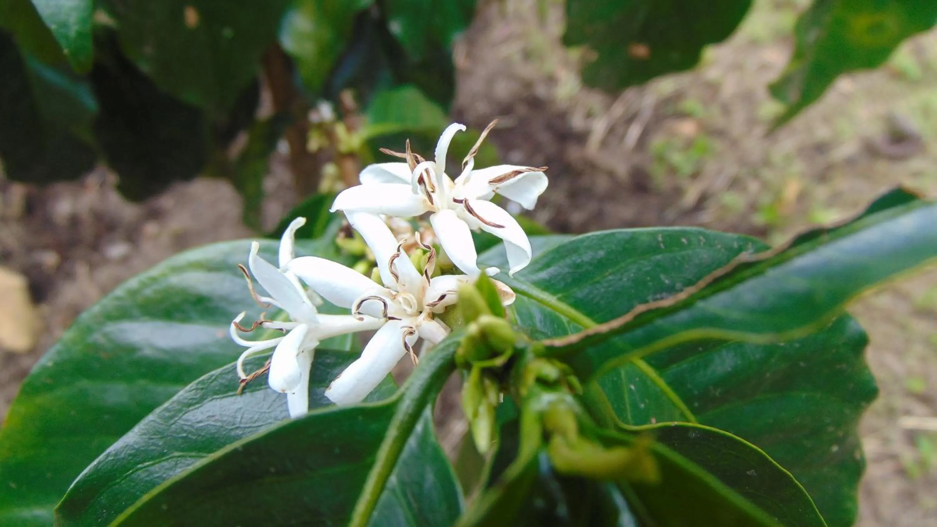 Finca Hotel La Quinta Porra