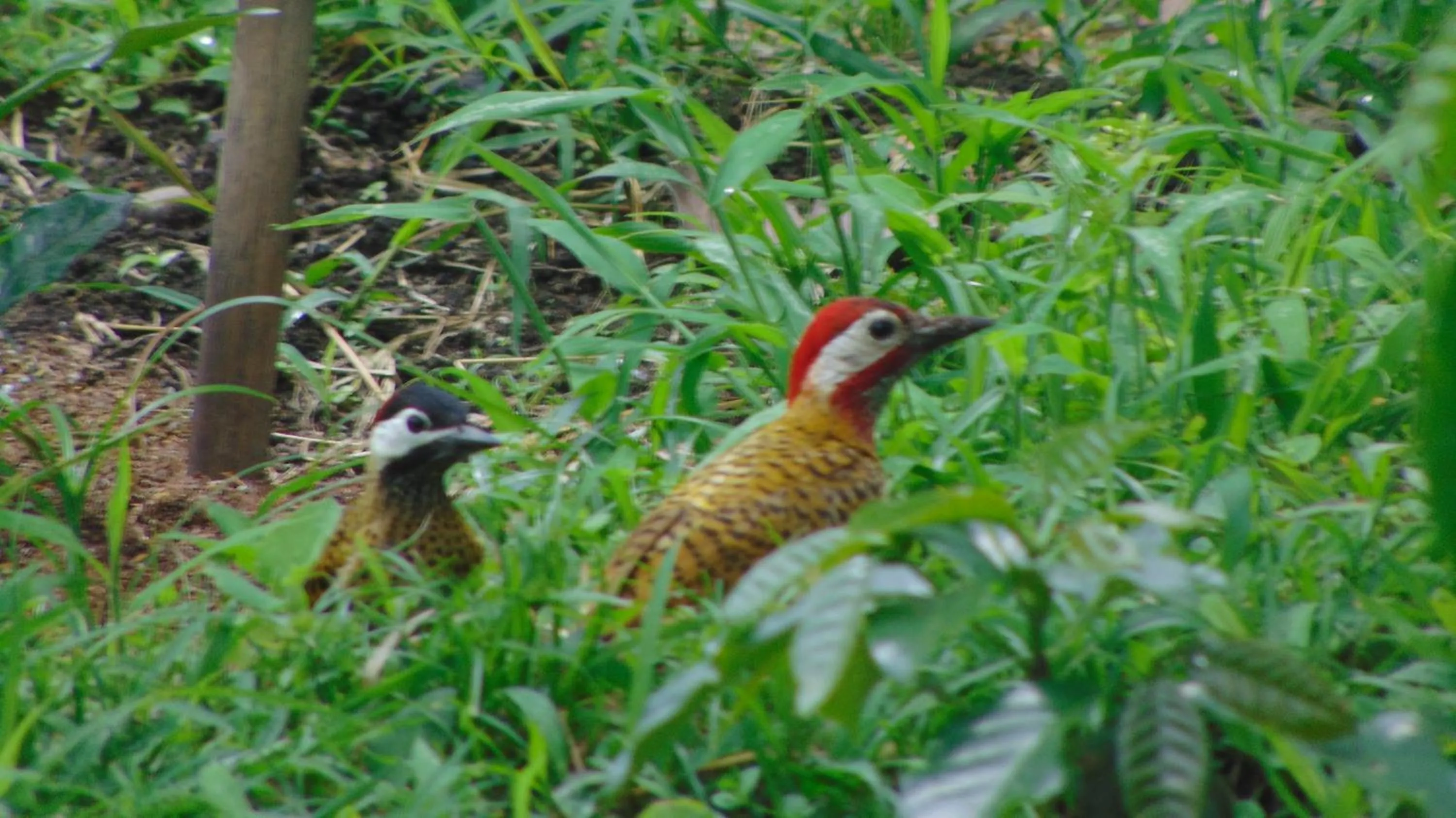 Finca Hotel La Quinta Porra