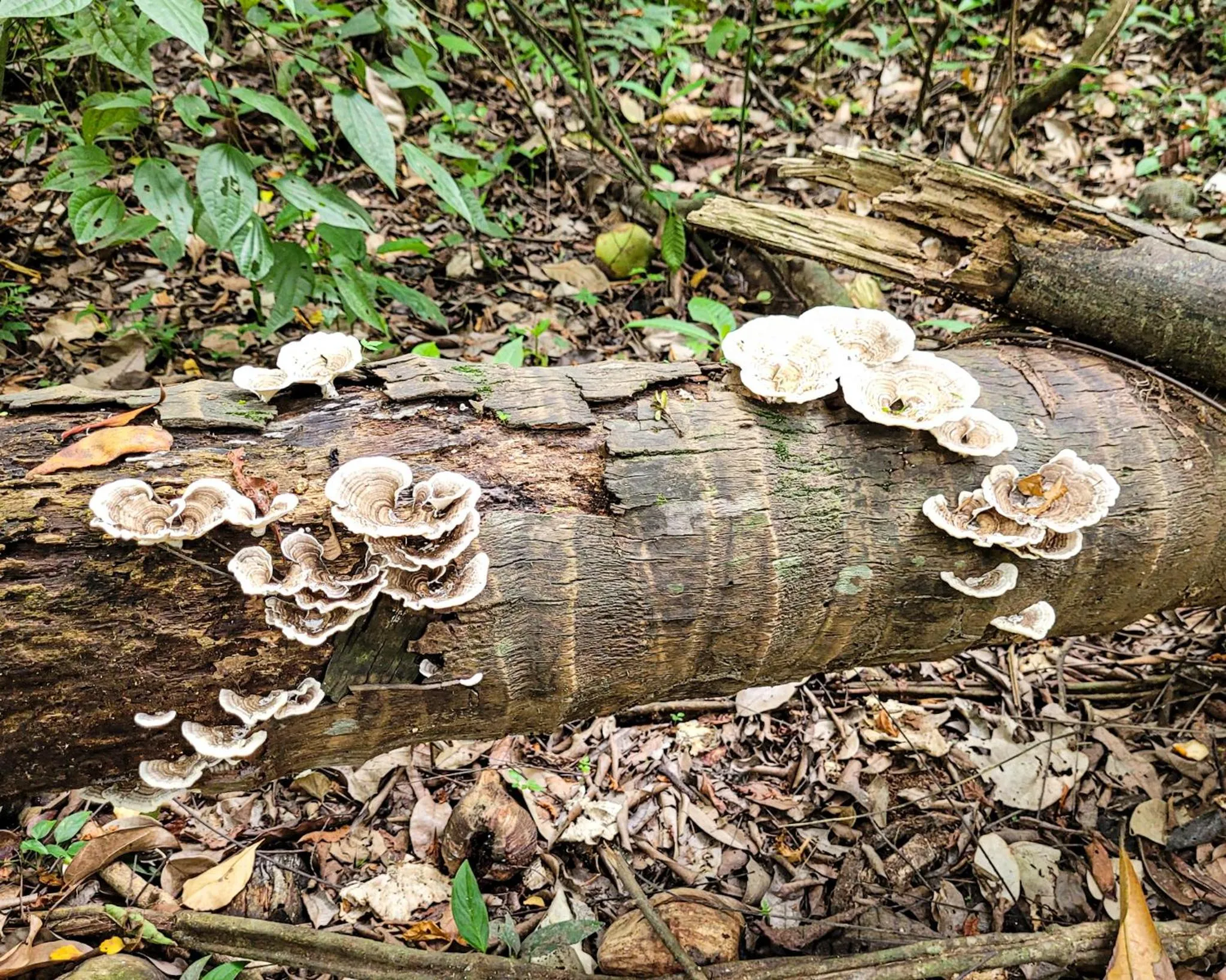 Natural landscape in Tayrona Angel Lodge