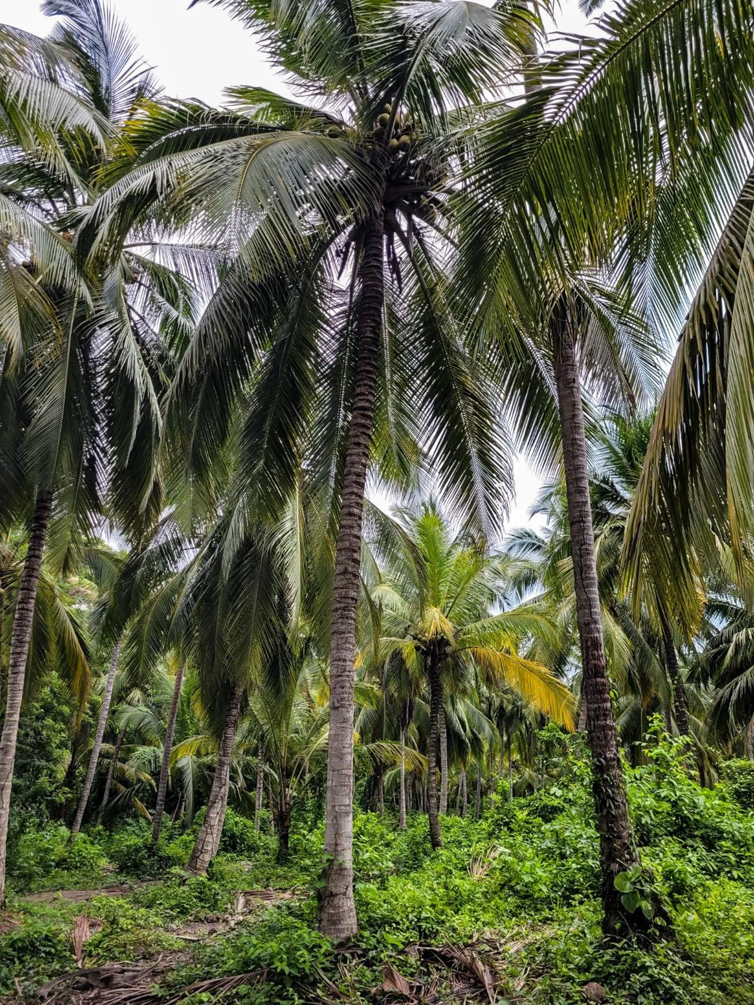 Spring in Tayrona Angel Lodge
