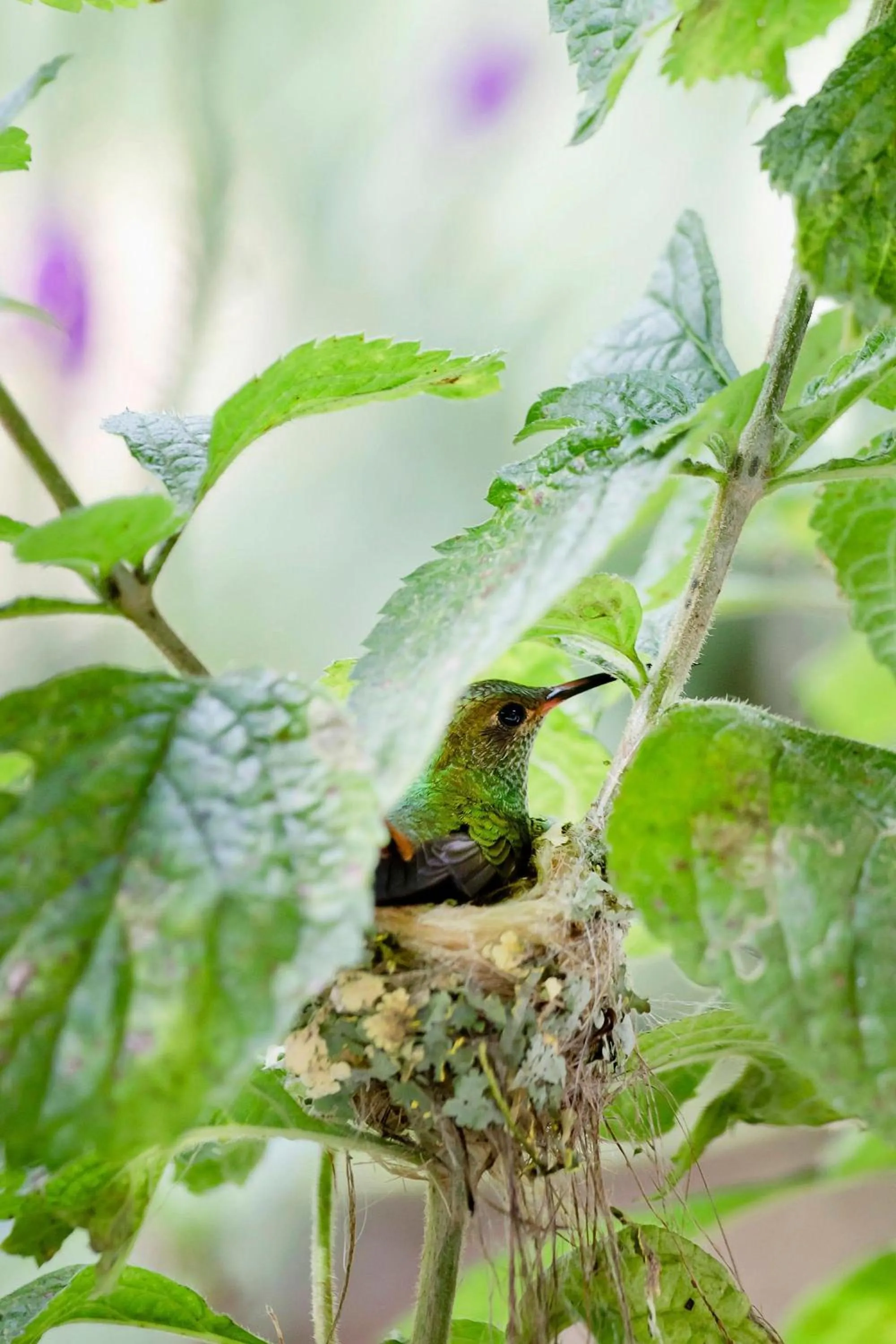Natural landscape in Senda Monteverde Hotel Member of the Cayuga Collection