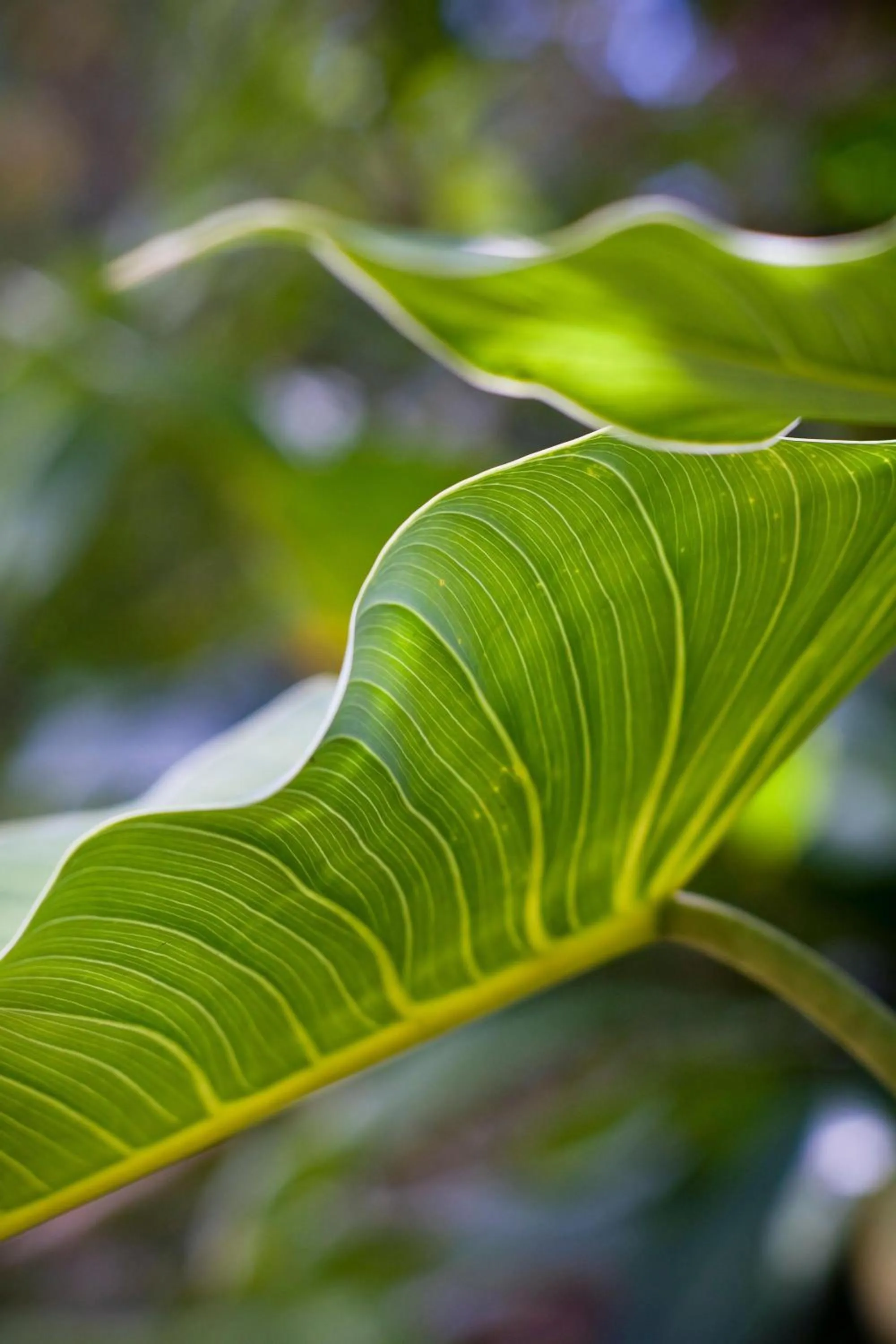 Pets in Senda Monteverde Hotel Member of the Cayuga Collection