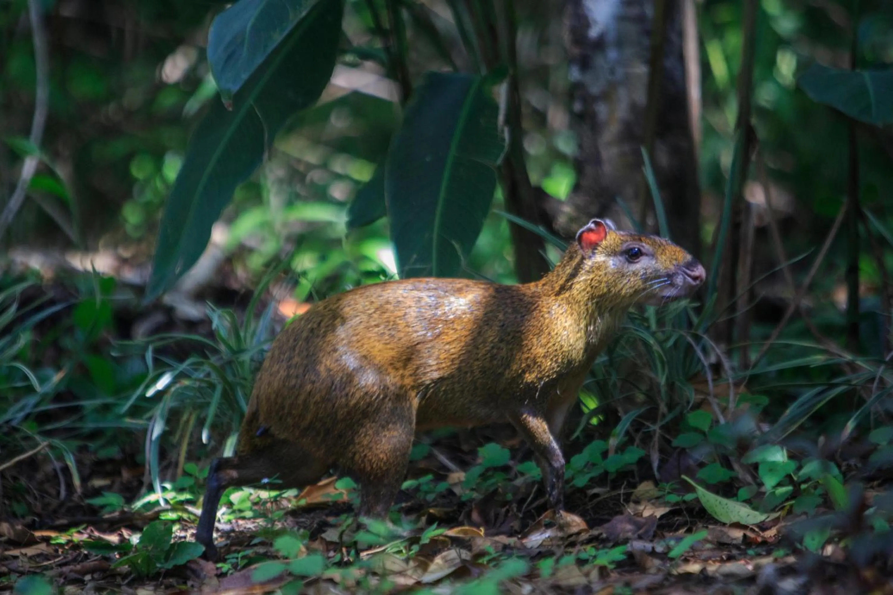 Activities in Senda Monteverde Hotel Member of the Cayuga Collection