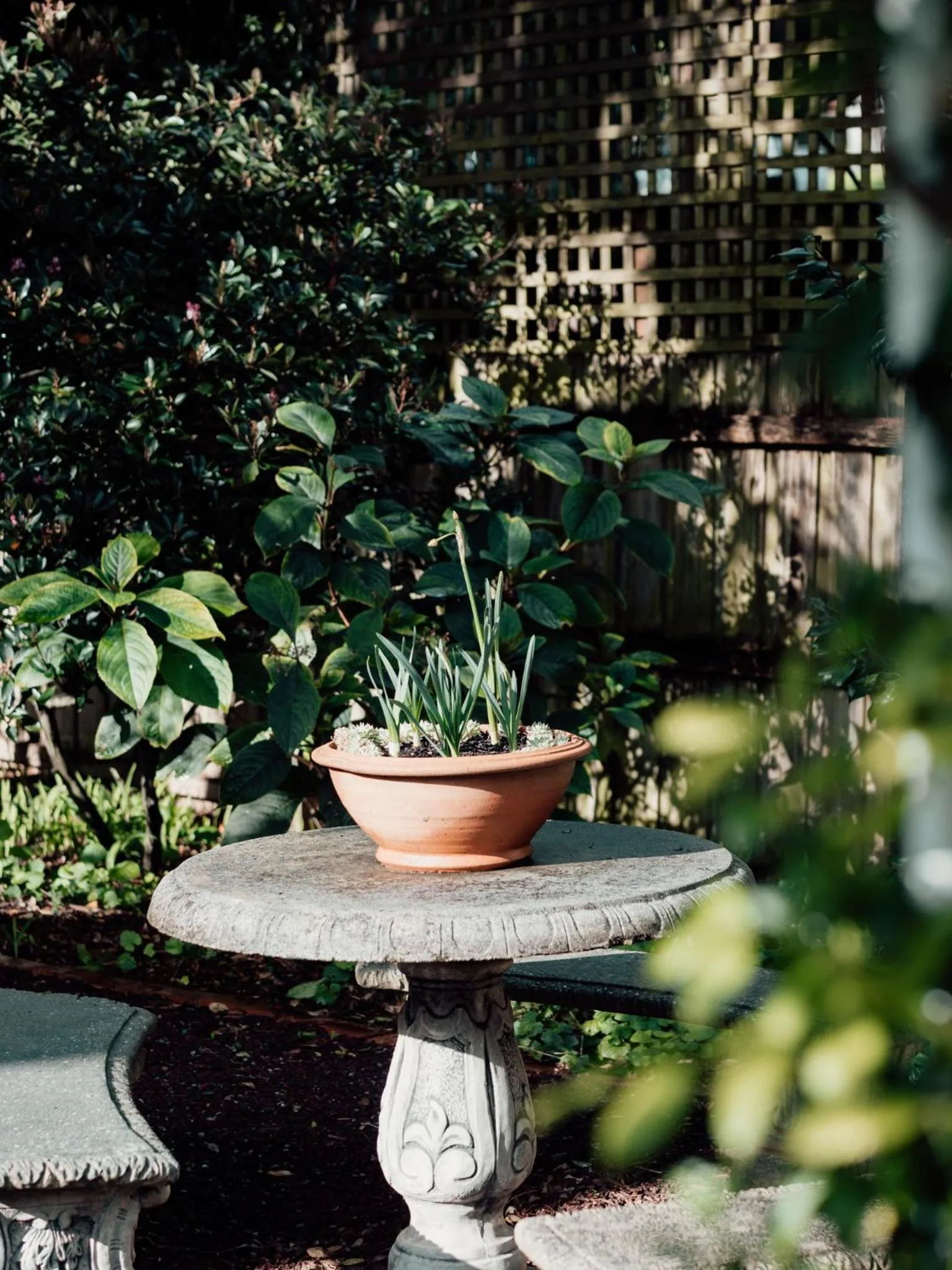 Garden in Genesta House