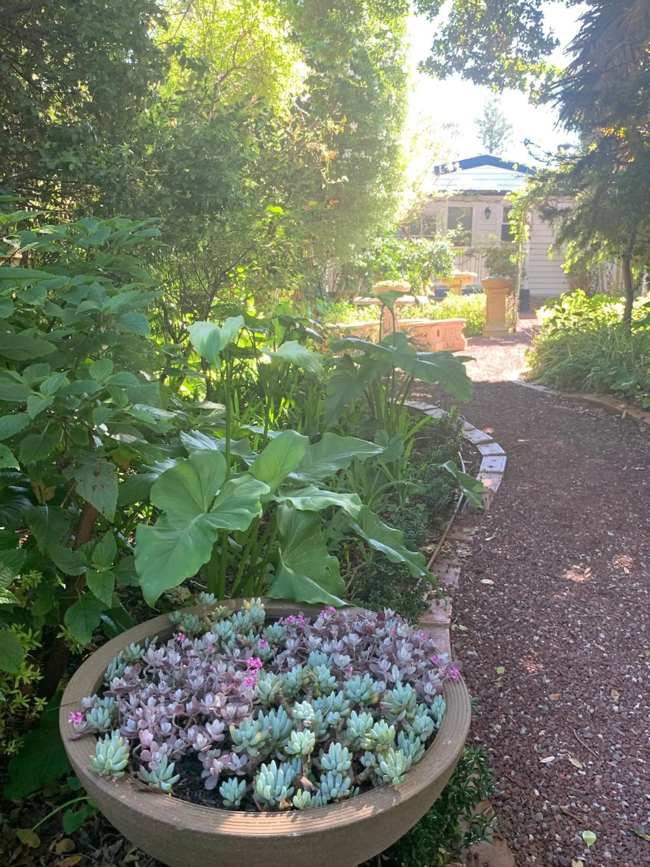 Garden in Genesta House