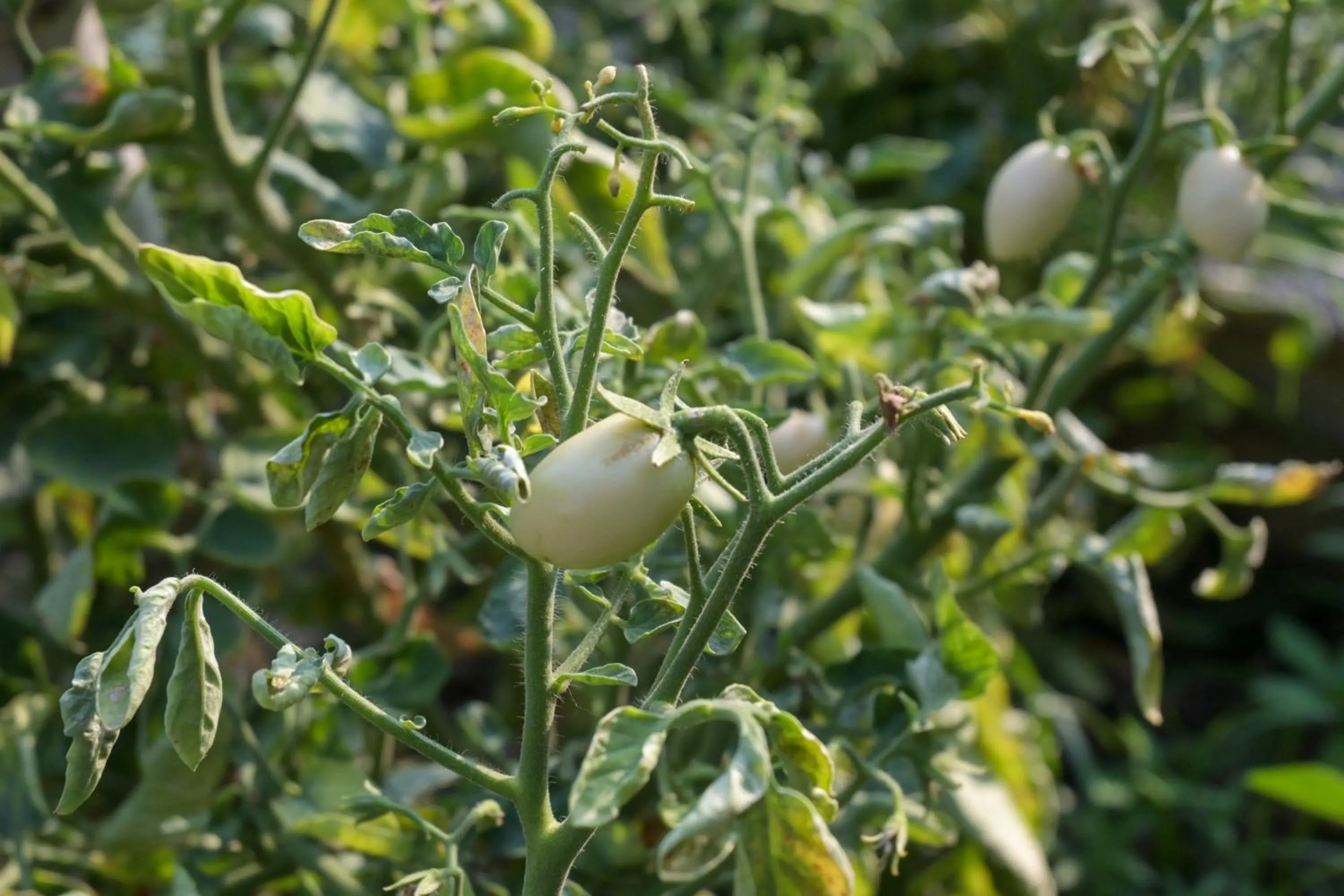 Garden in Rattana Park Hotel