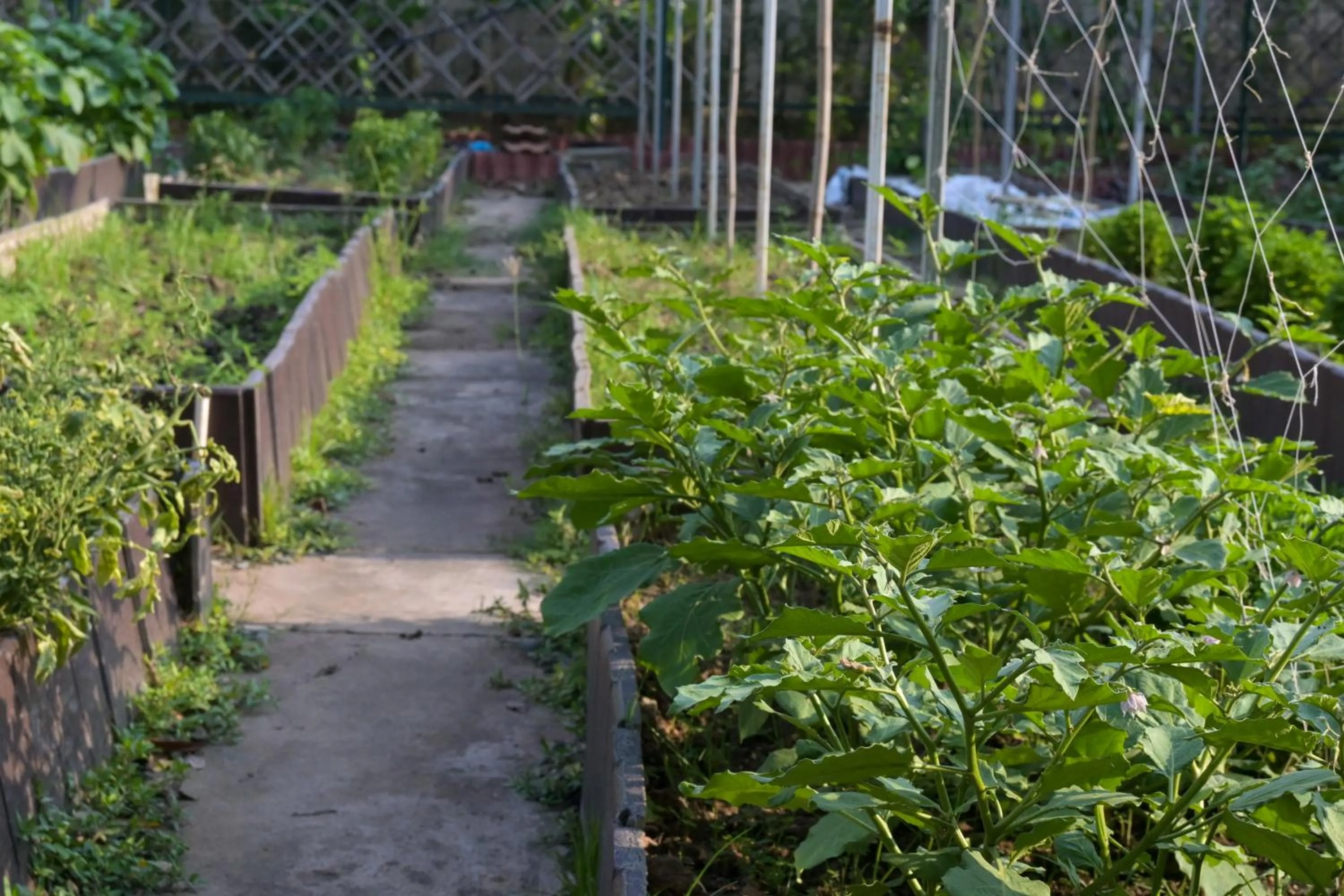 Garden in Rattana Park Hotel