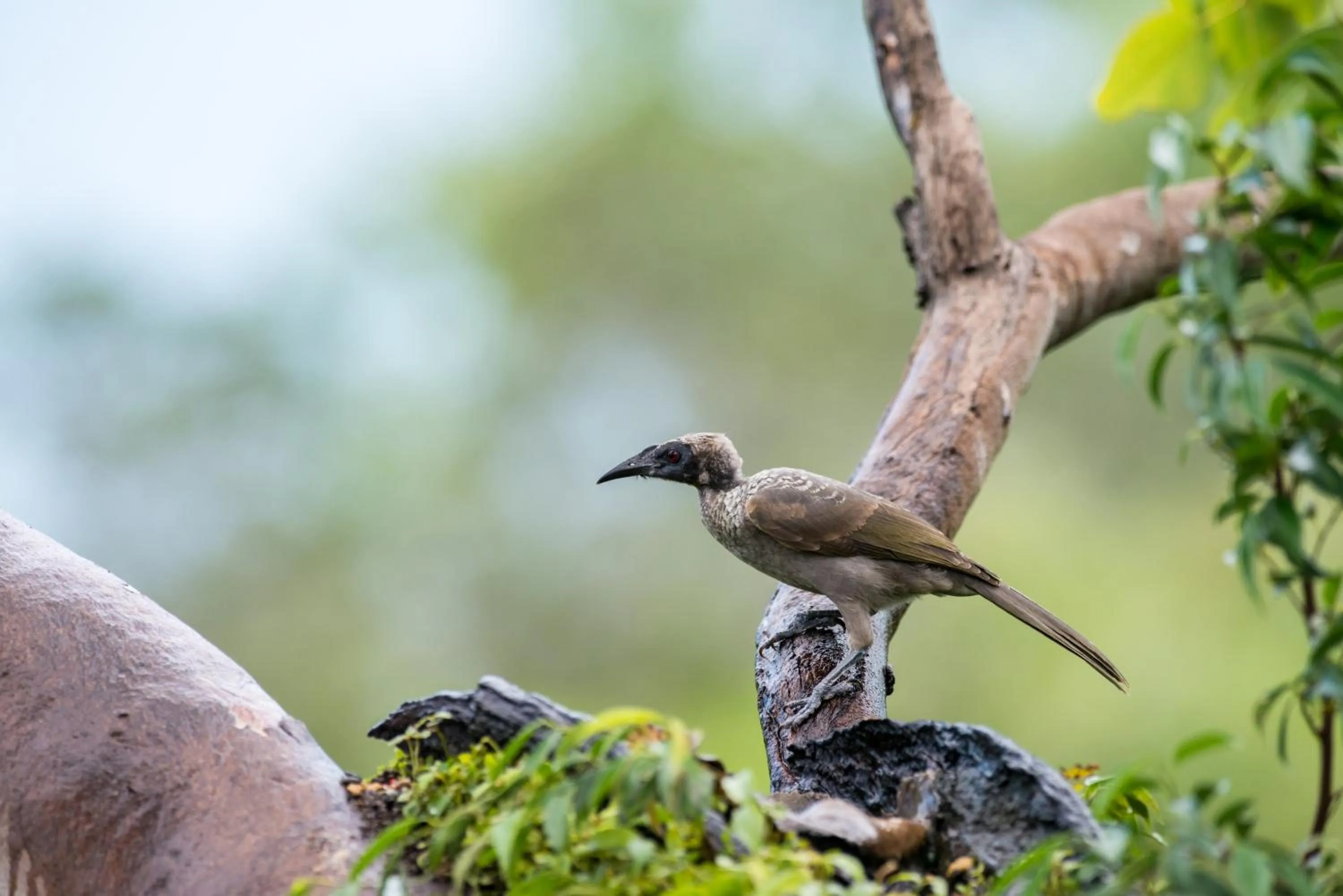 Animals in Thala Beach Nature Reserve