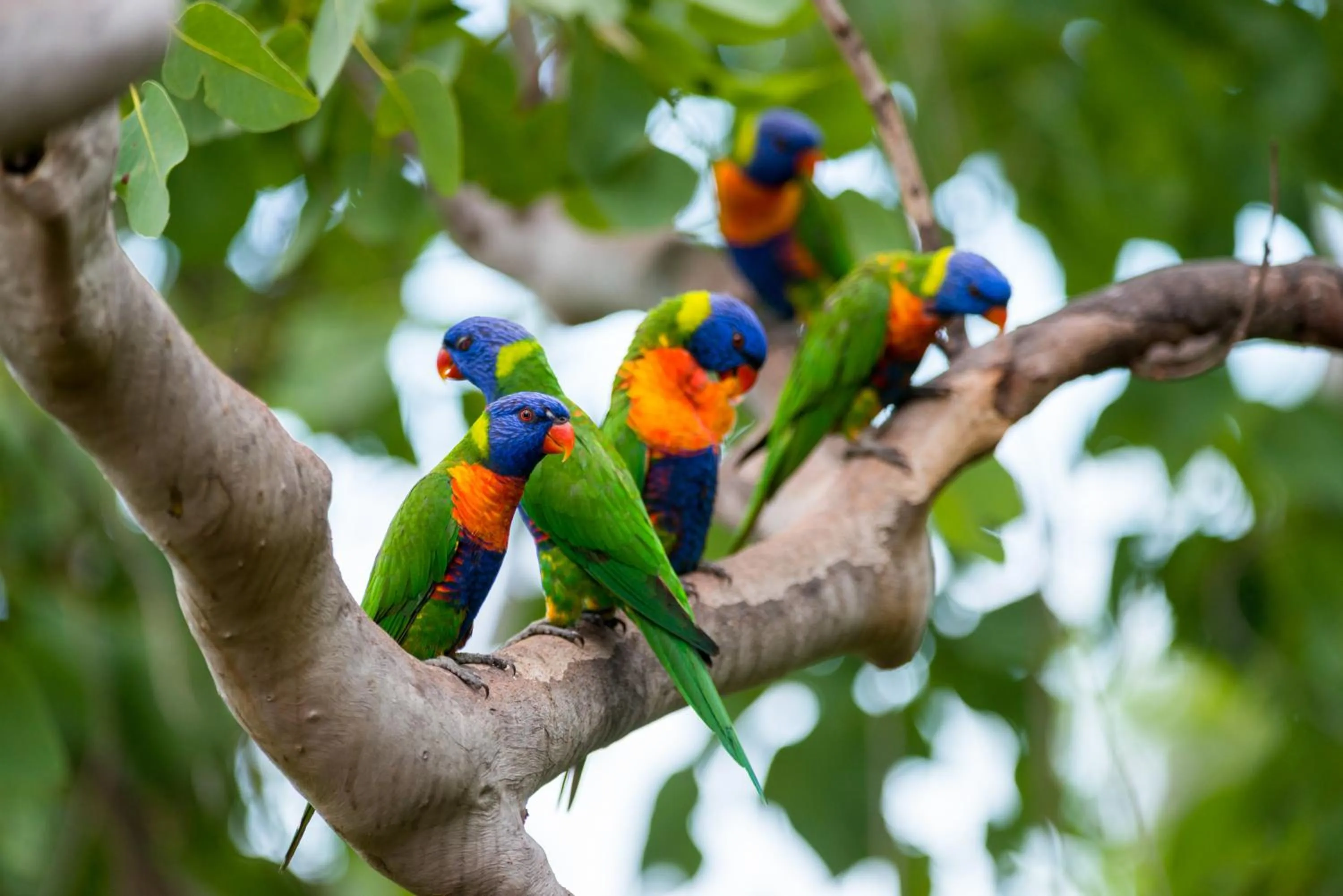 Animals in Thala Beach Nature Reserve