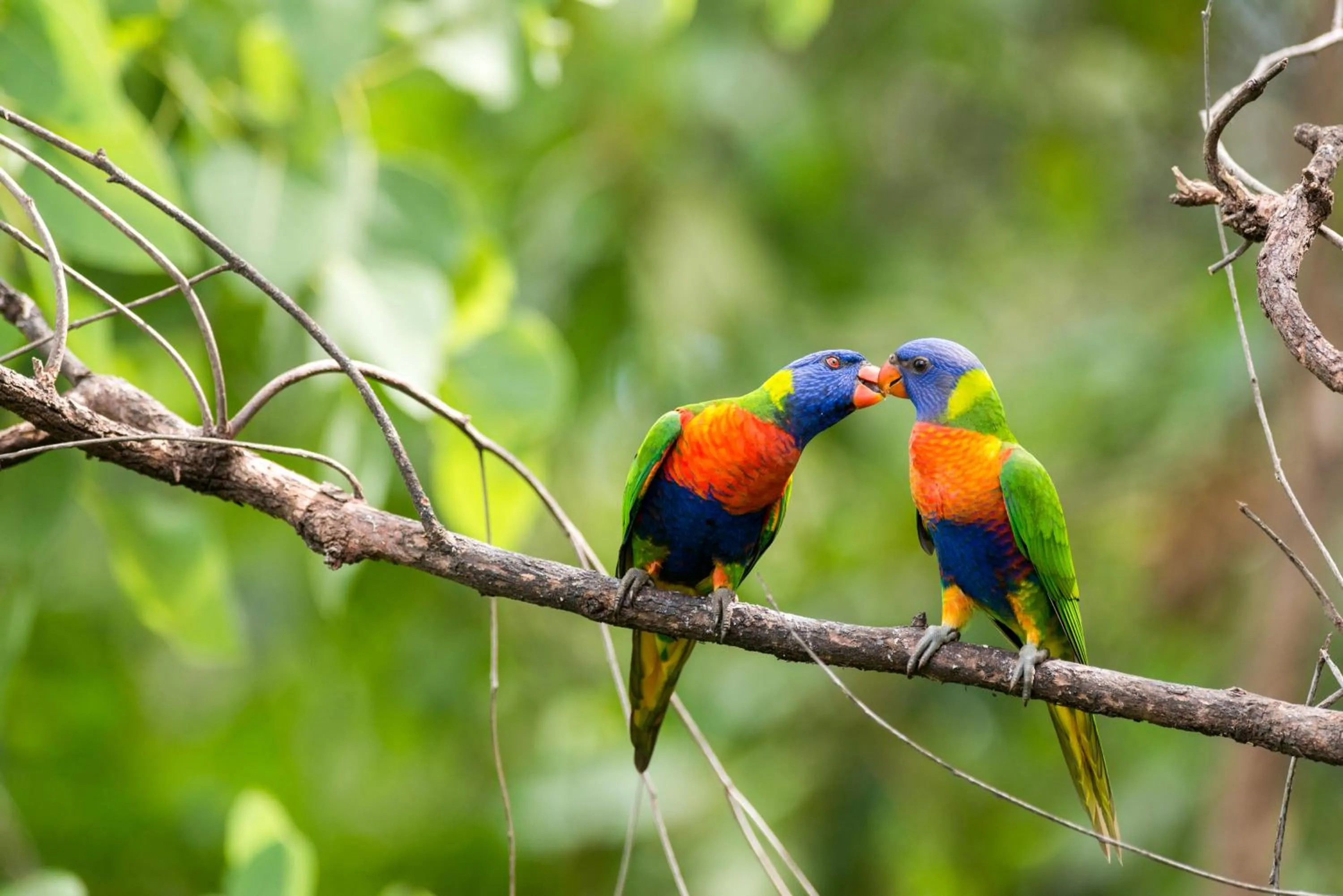 Animals in Thala Beach Nature Reserve