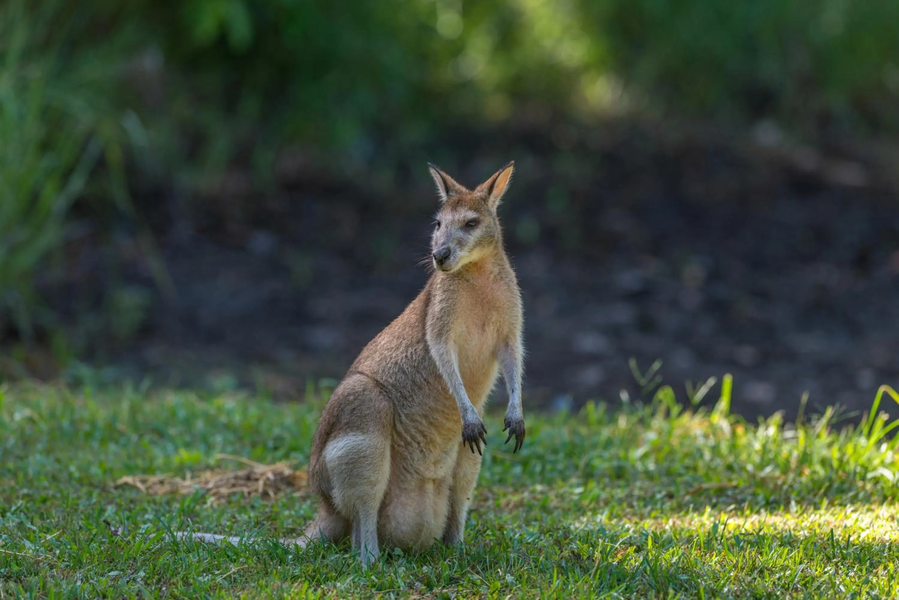 Animals in Thala Beach Nature Reserve
