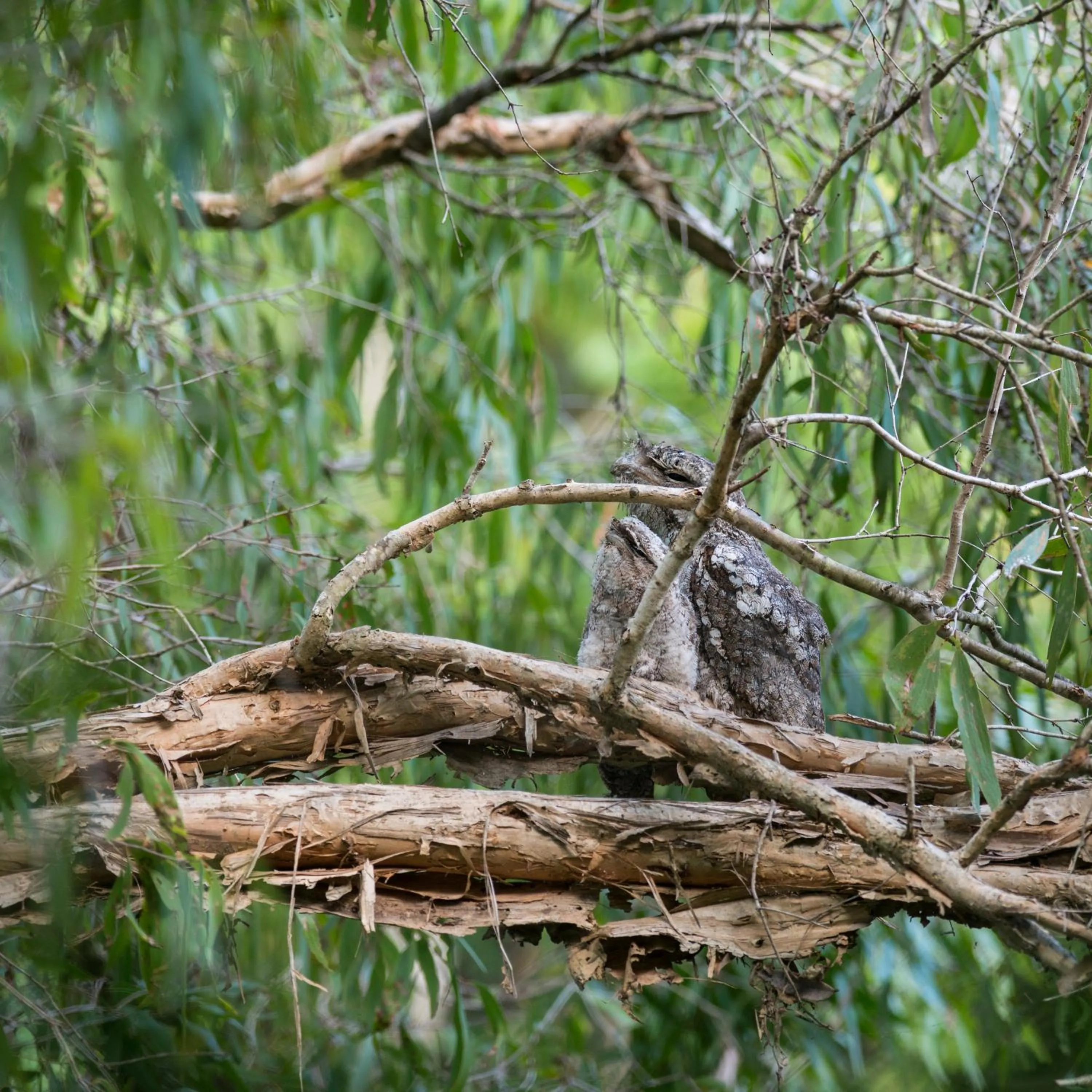 Animals in Thala Beach Nature Reserve