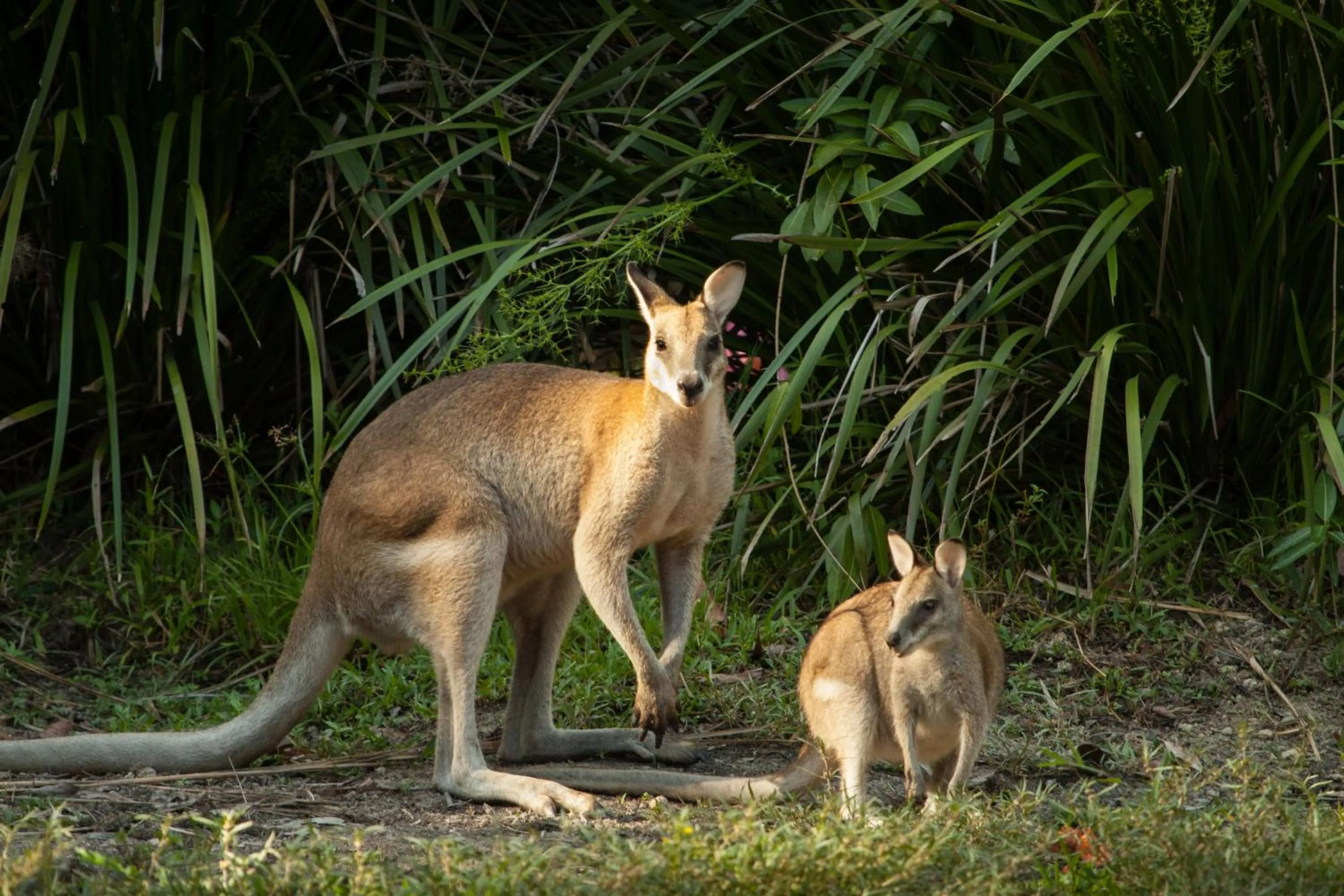 Animals in Thala Beach Nature Reserve