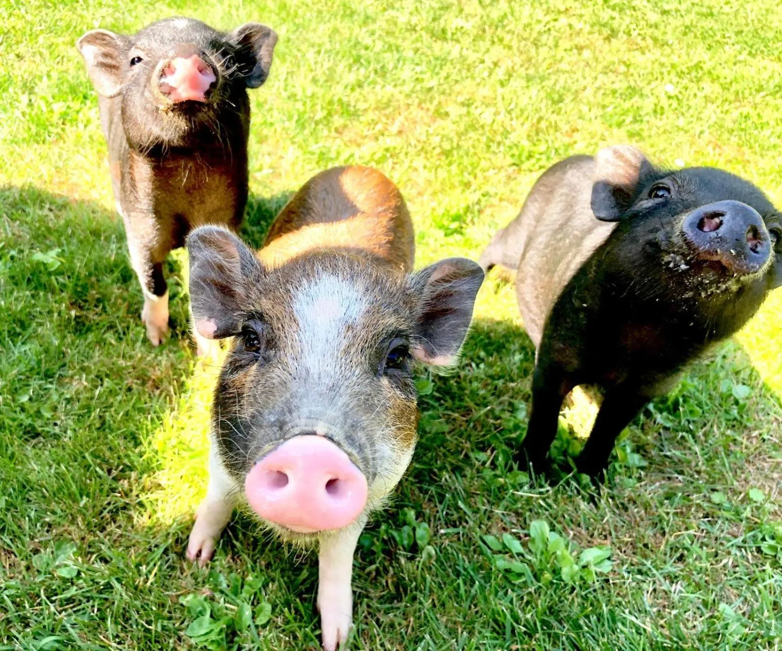 Bed & Breakfast Chez Lips