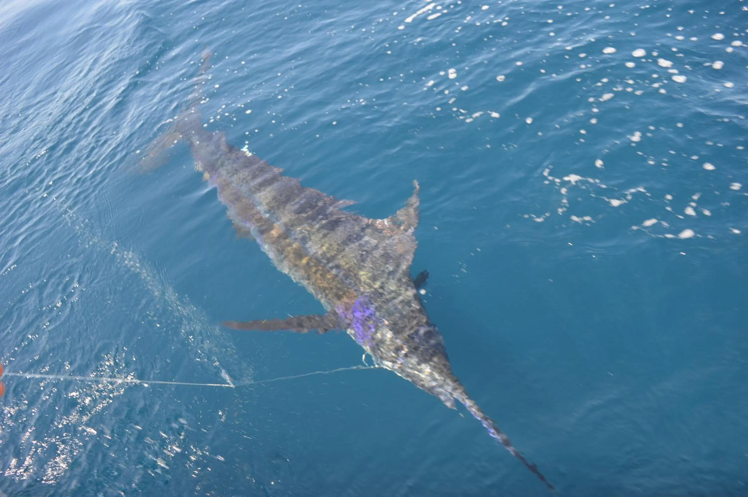 Fishing in Bocas del Mar
